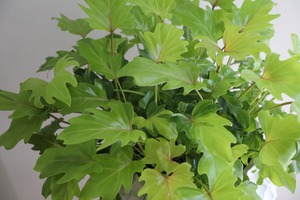 【M】フィロデンドロン ザナドゥ ライム/Philodendron
