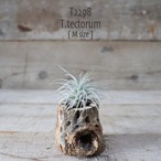 【送料無料】テクトラム M〔エアプランツ〕現品発送T2298