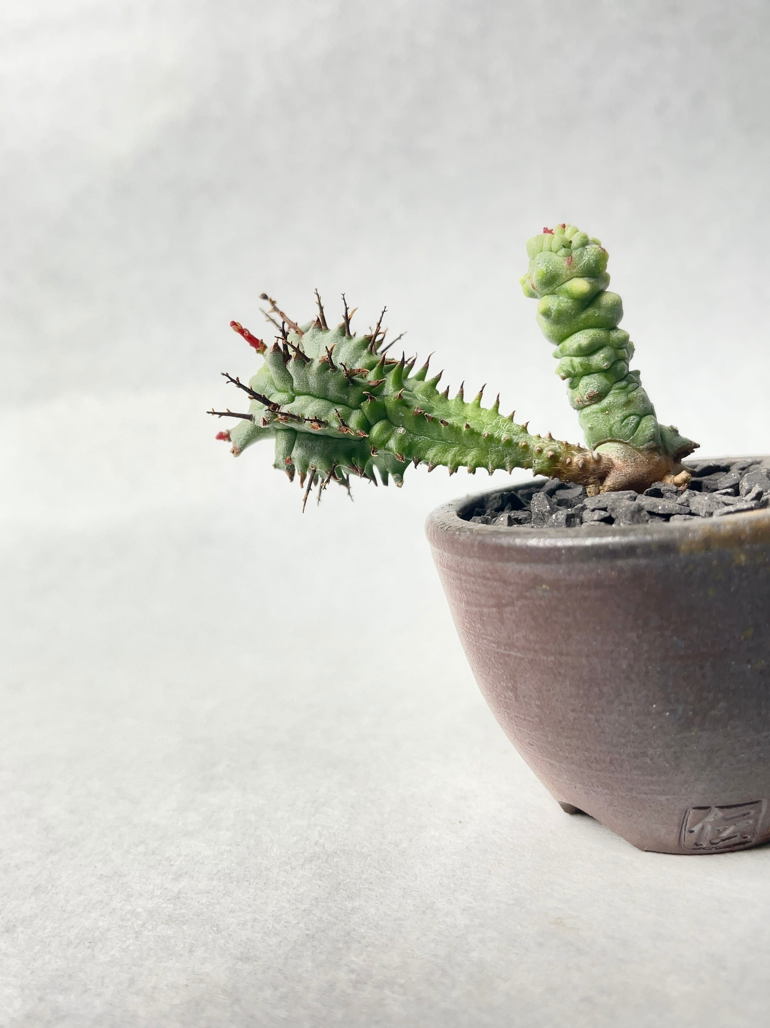 フェロカクタス・巨鷲玉 | trigger