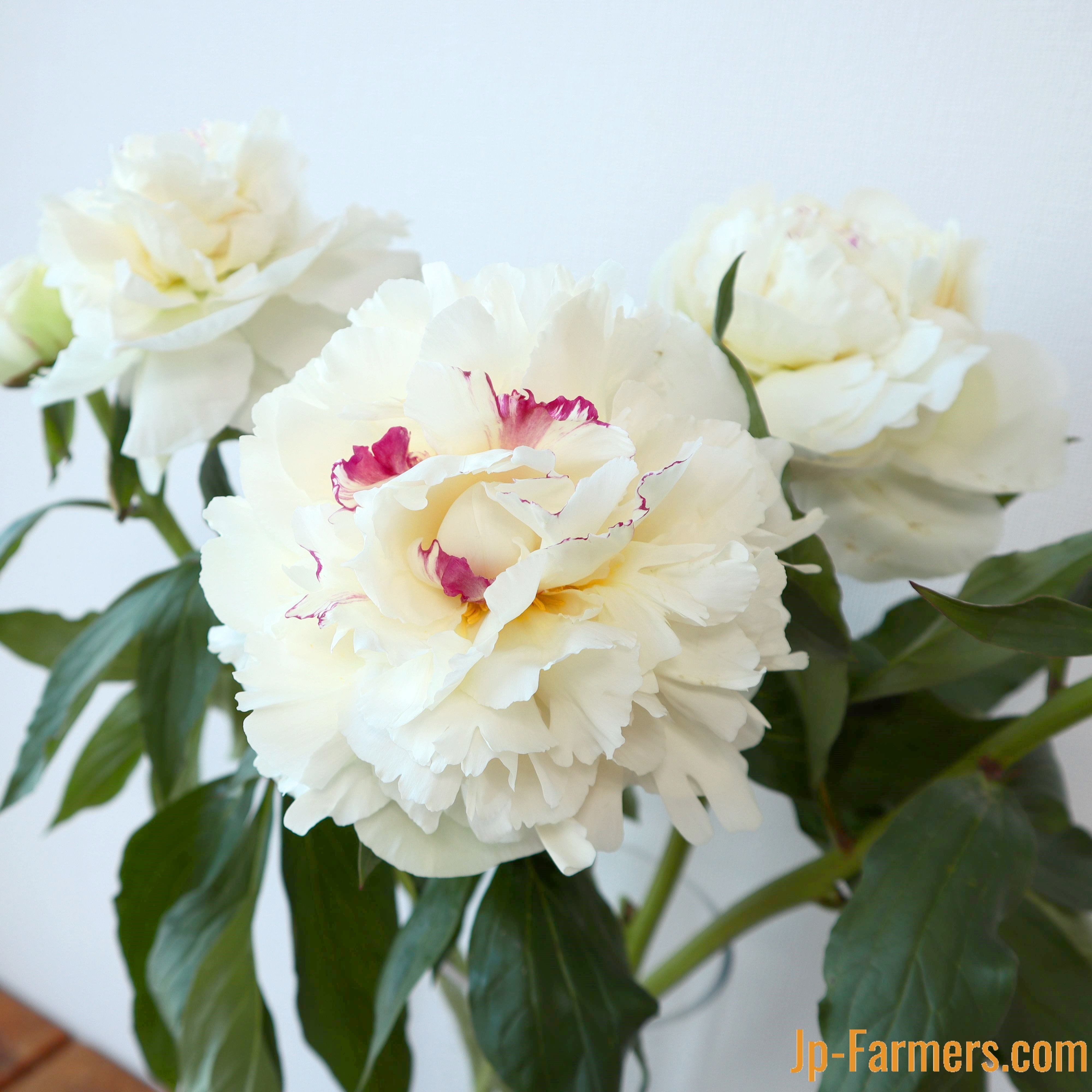 芍薬 『氷点』10本 | 新鮮お花問屋 Jp-Farmers.com