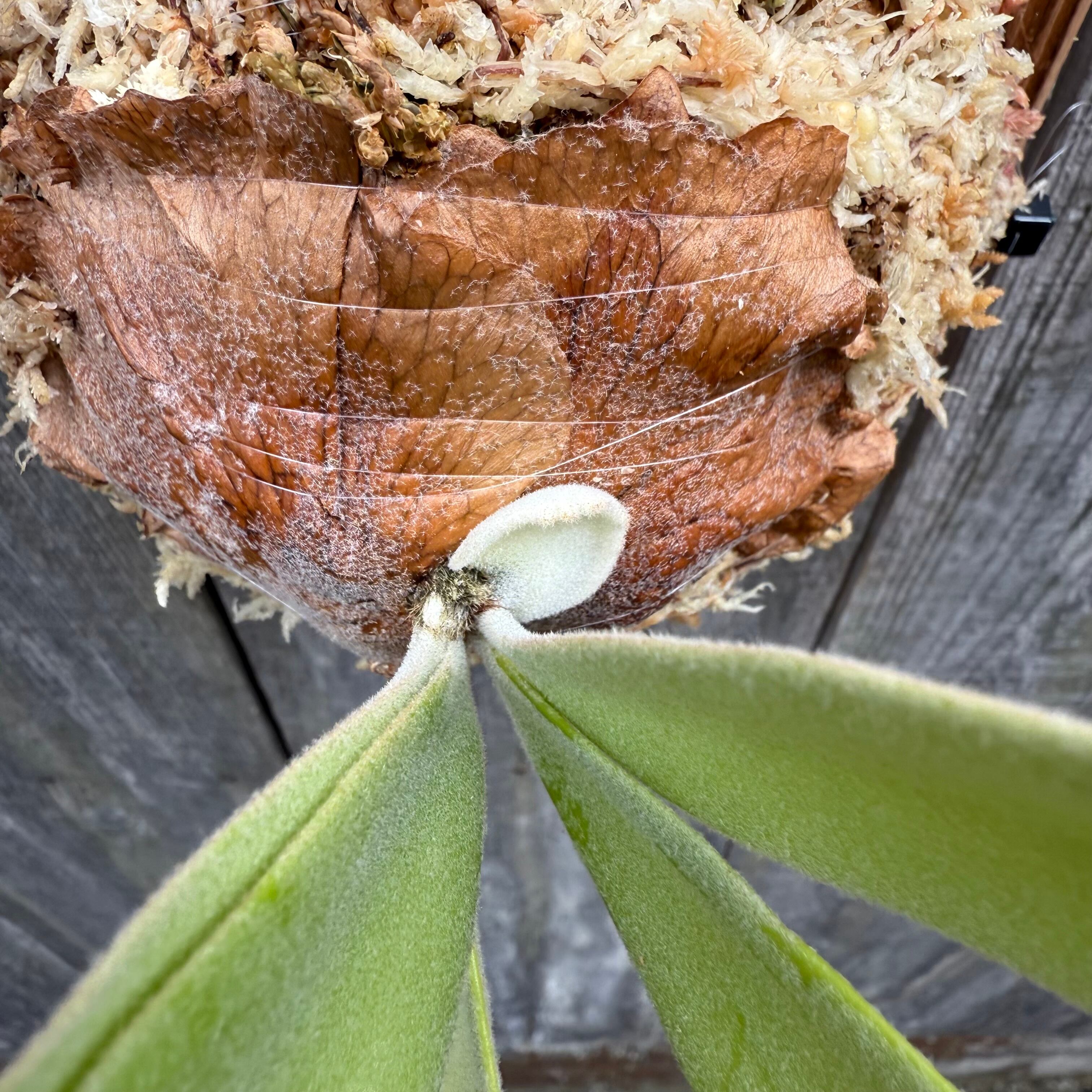 ビカクシダ P. willinckii Leviathan(pup) ビカクシダ P. willinckii Leviathan(pup) P. willinckii Leviathan