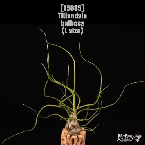 Tillandsia bulbosa L〔ティランジア〕T5885