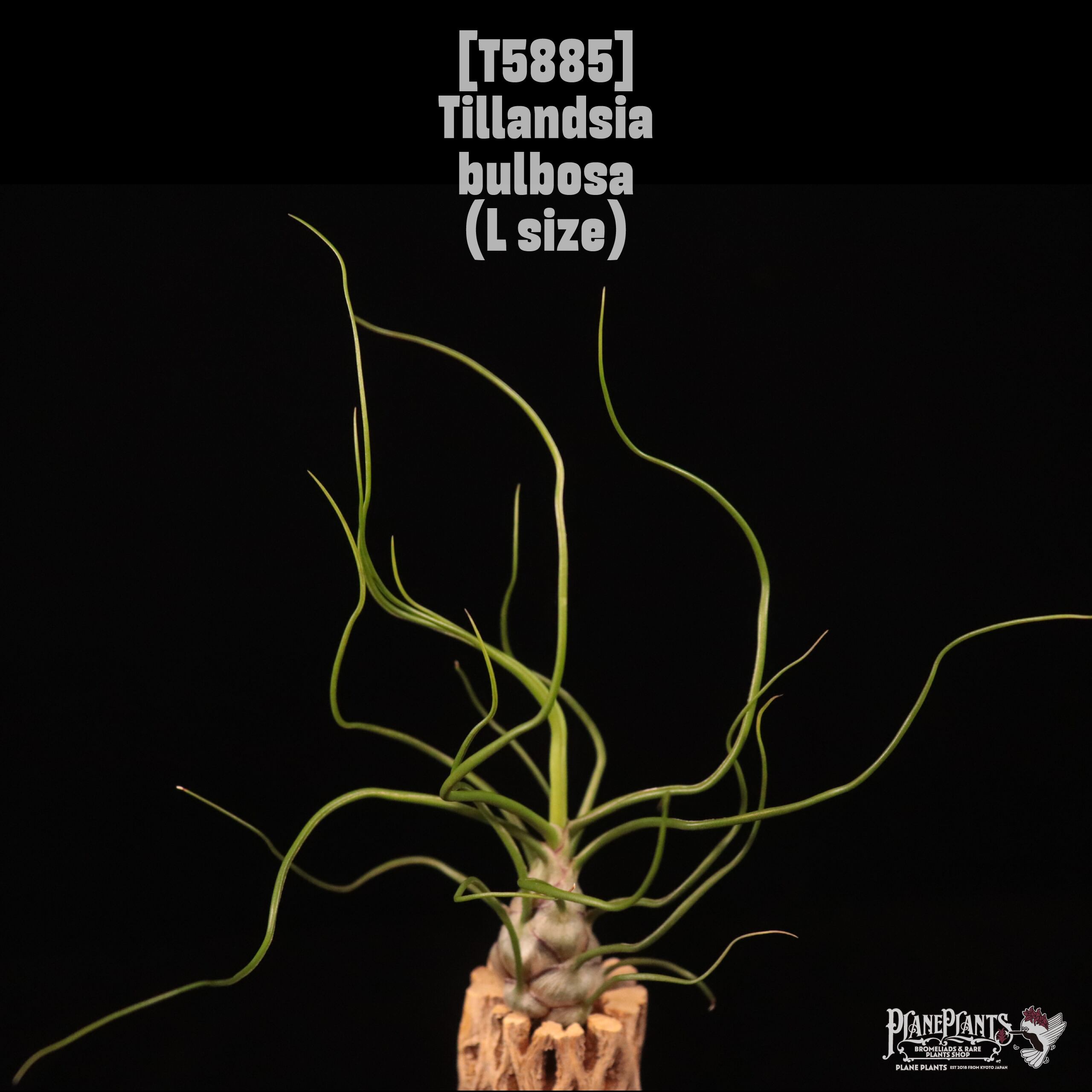 Tillandsia bulbosa L〔ティランジア〕T5885