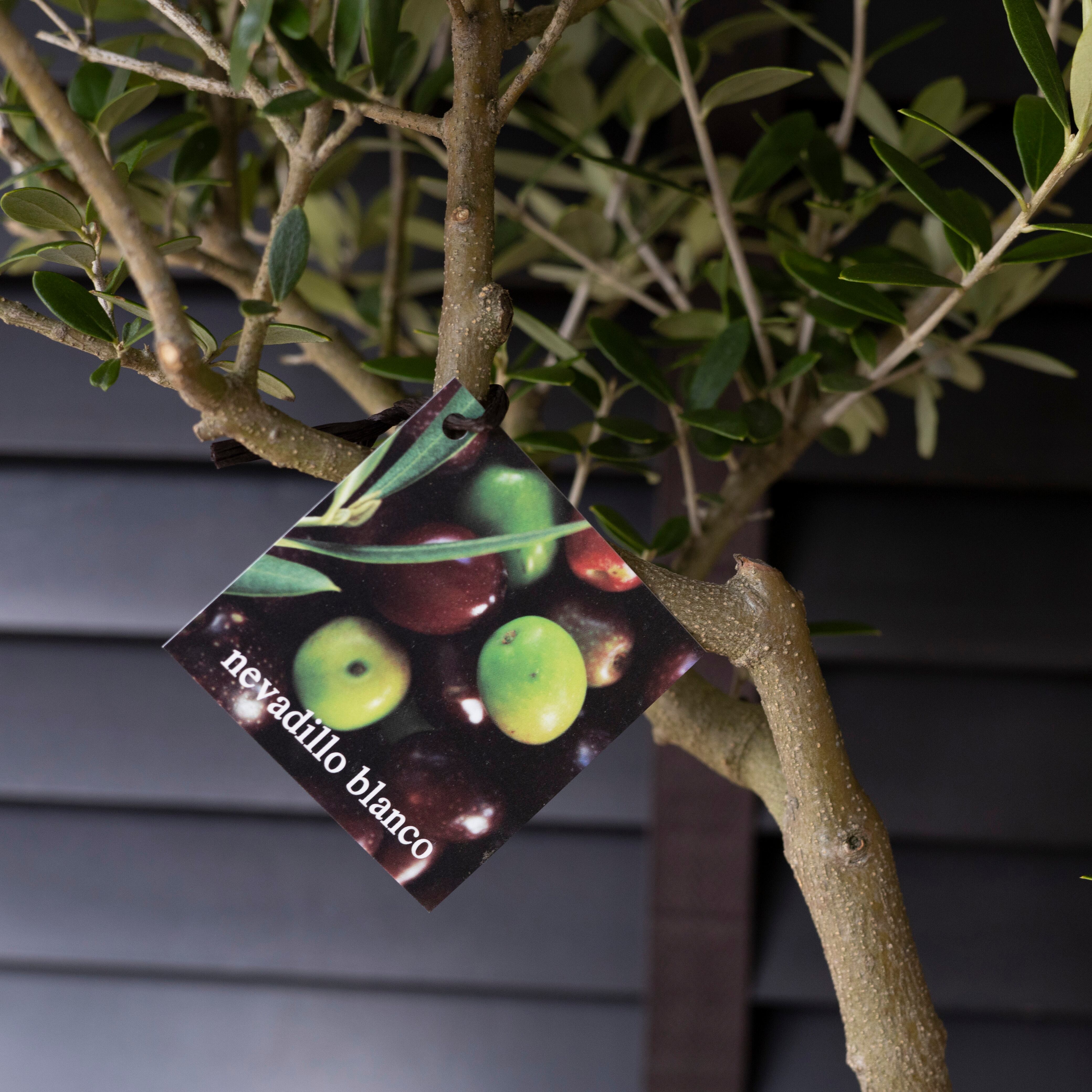 しあわせのオリーブ｣ 創樹 オリーブの木 SOUJU ネバディロブランコ