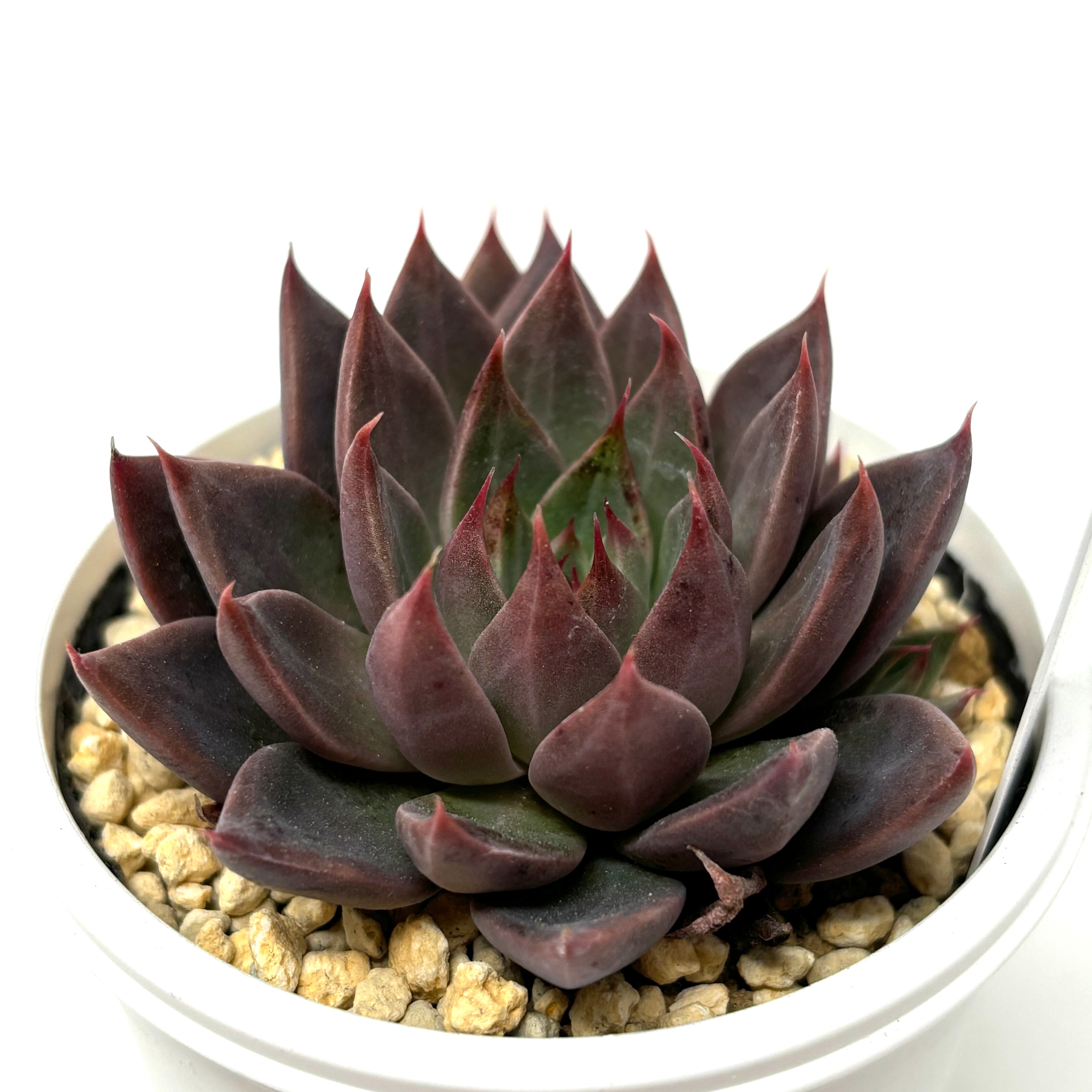 多肉植物 ♀ロメオ× ♂銀天女【279】 | PROTOLEAF プロトリーフ