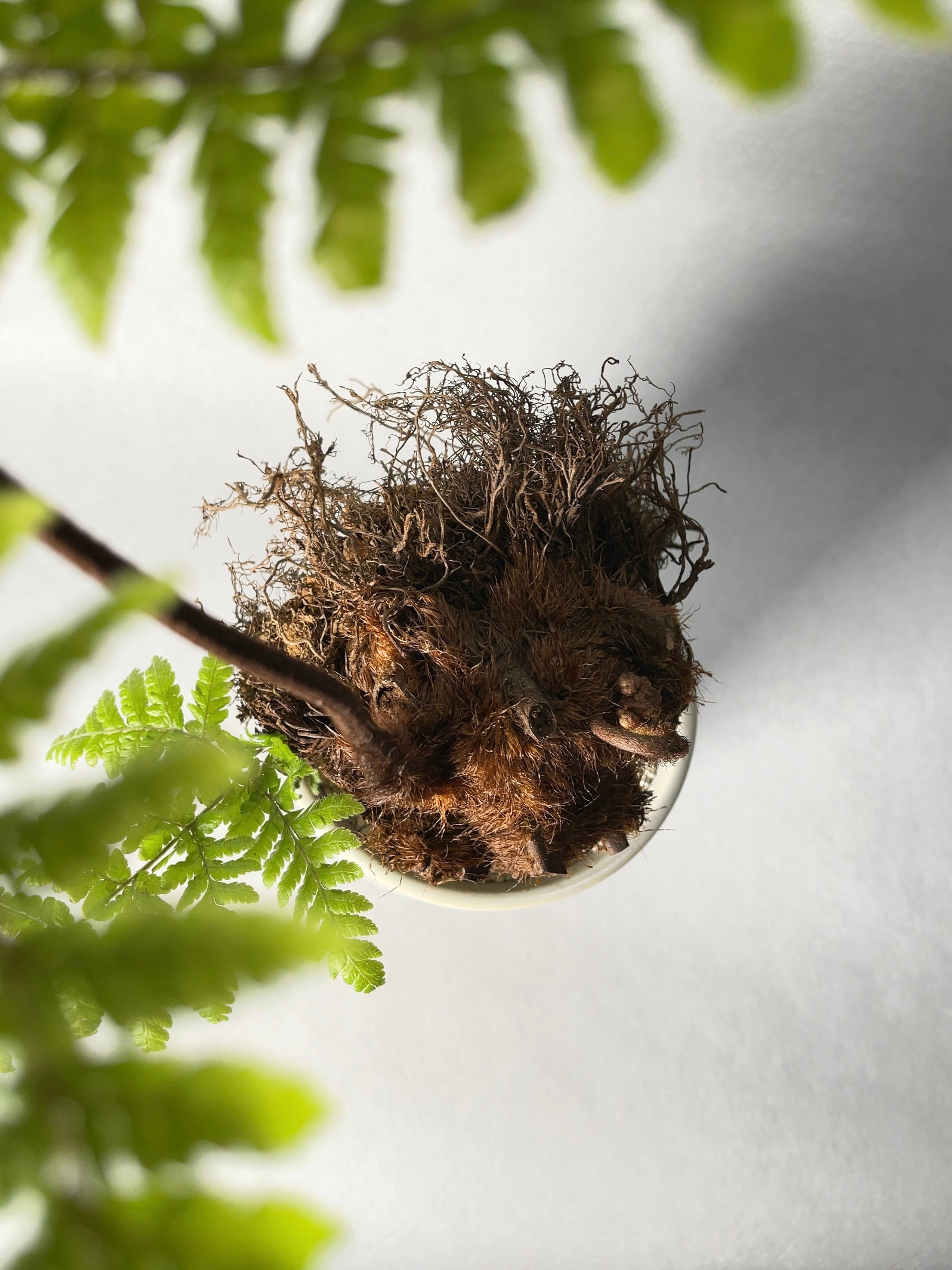 タカワラビ・キンモウコウ | Pay ID