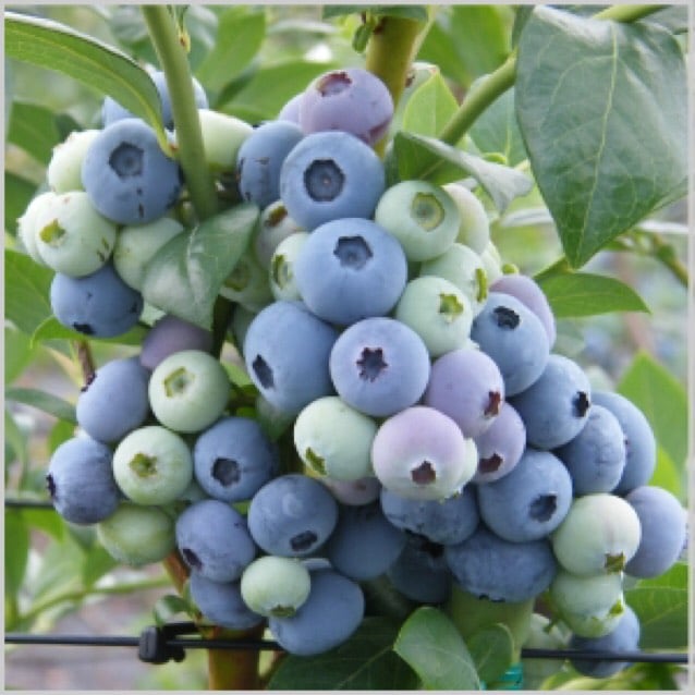 送料無料】☆サミット(2年生)サザンハイブッシュ系ブルーベリー苗木