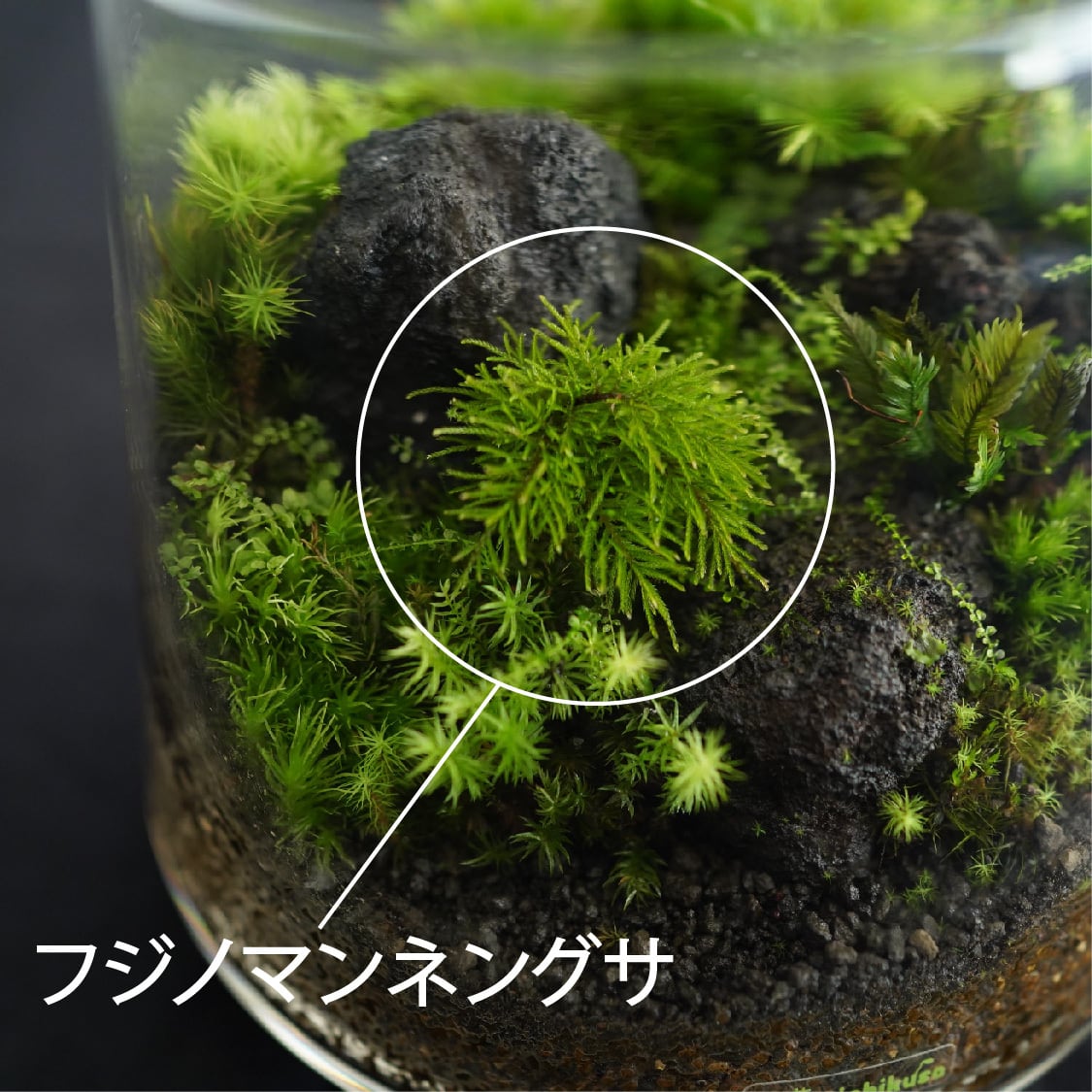 景色を楽しむ苔テラリウム】苔景-富士Fuji ◇フジノマンネングサ入り