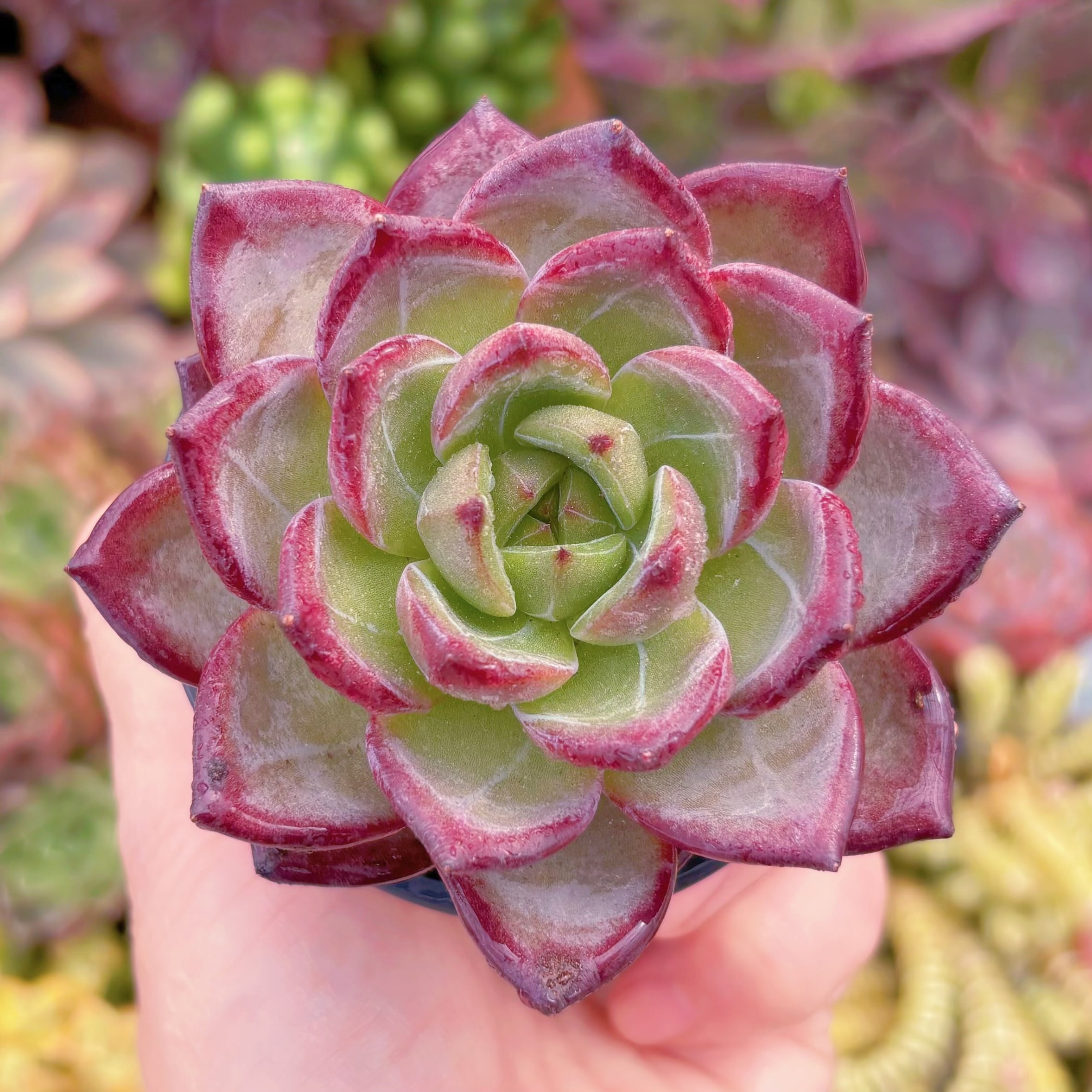 現品　黒武士#F223　るる農園