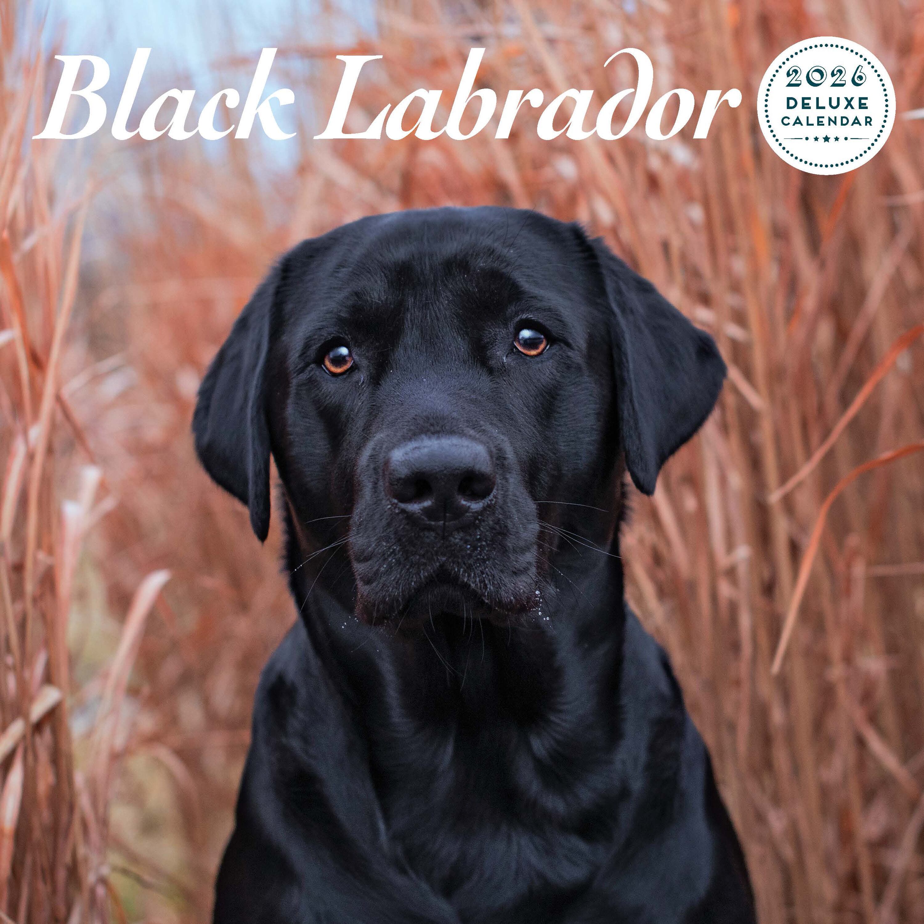 【2026年版】英国製犬種カレンダー【ラブラドール・ブラック DELUXE】2026年版