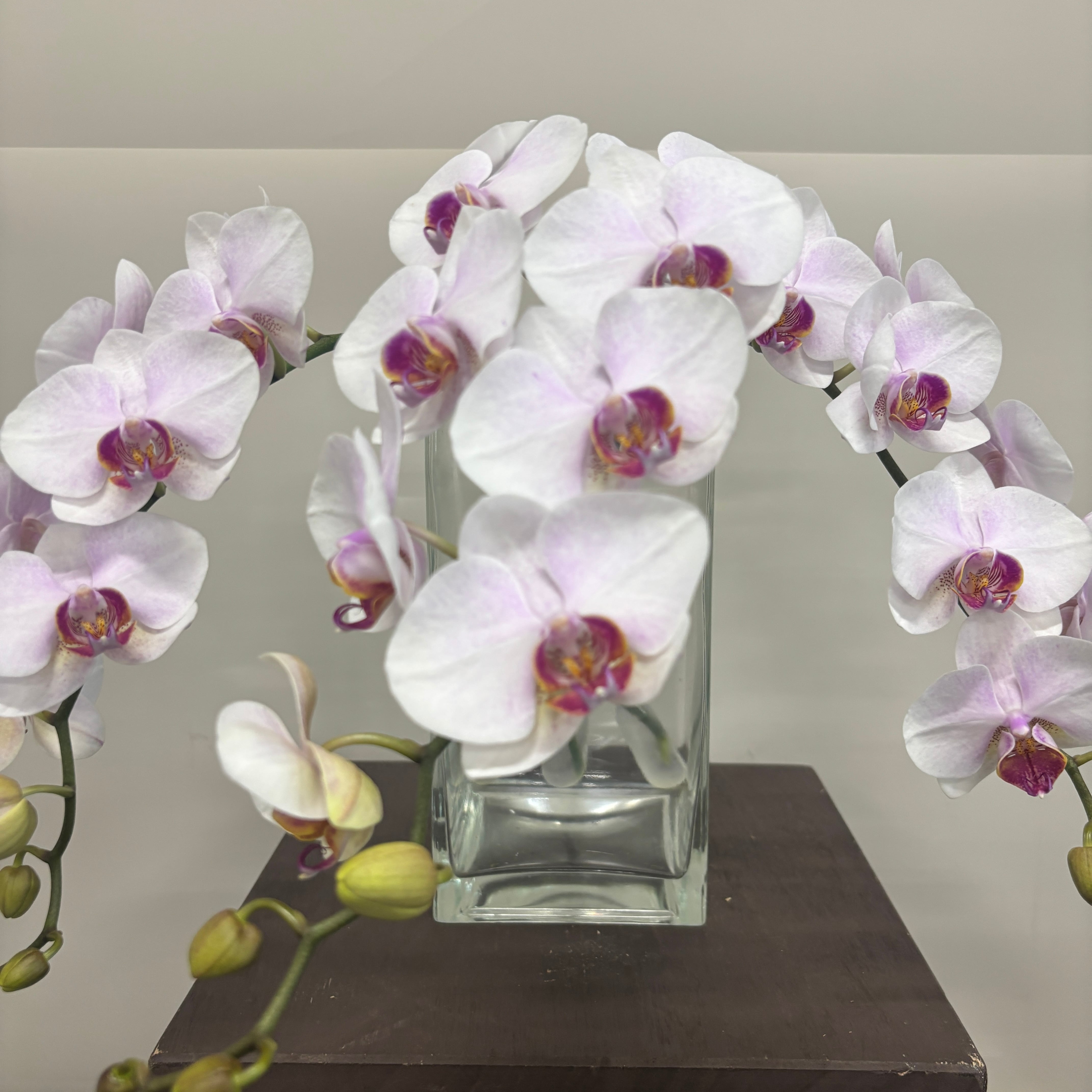 蘭類 | 新鮮お花問屋 Jp-Farmers.com