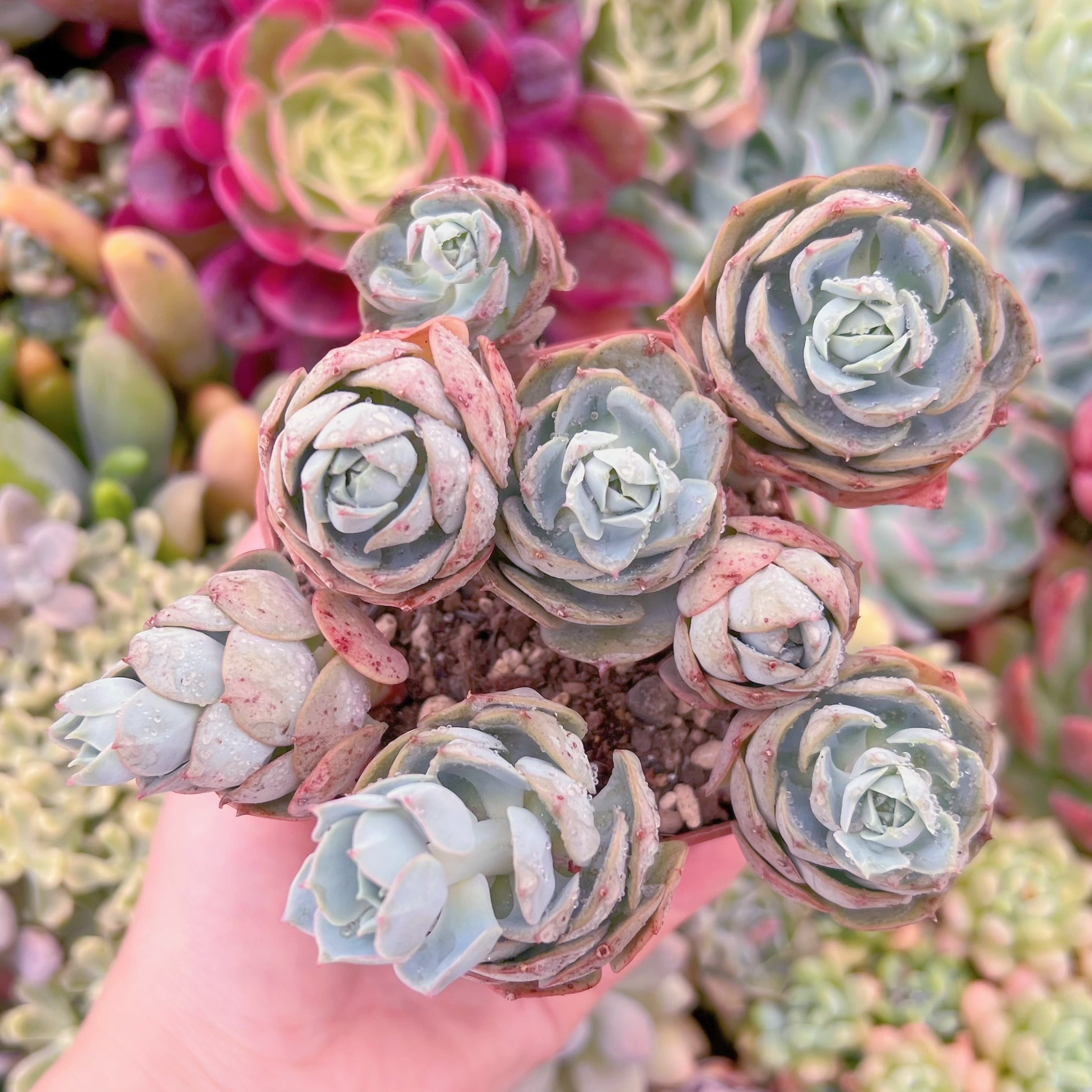 現品　イタリアローズ#F048　るる農園