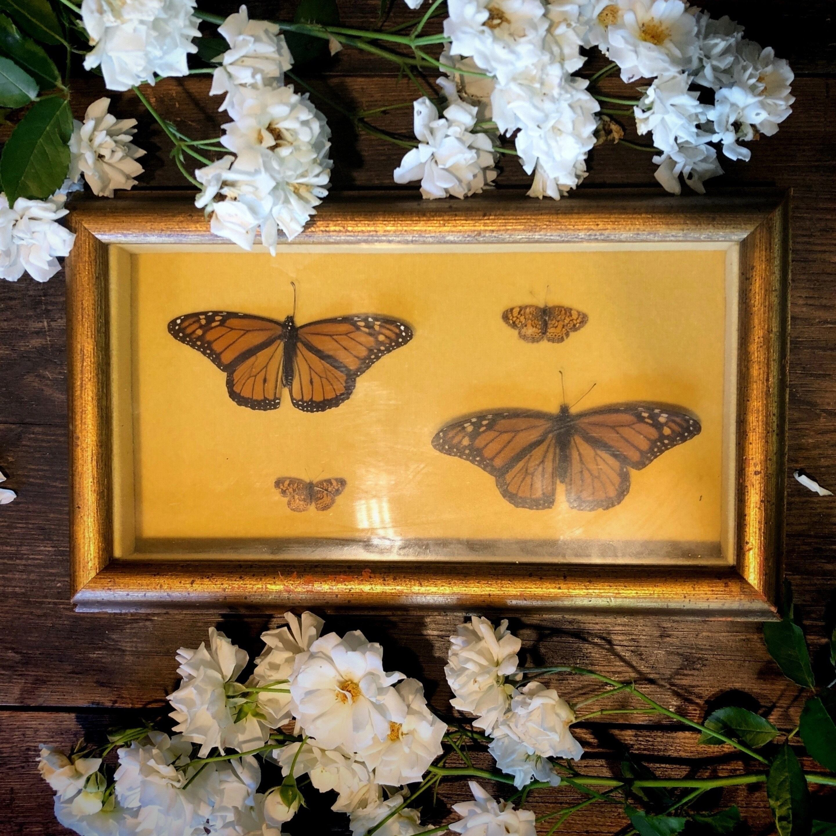 オオカバマダラの標本 | メルキュール骨董店