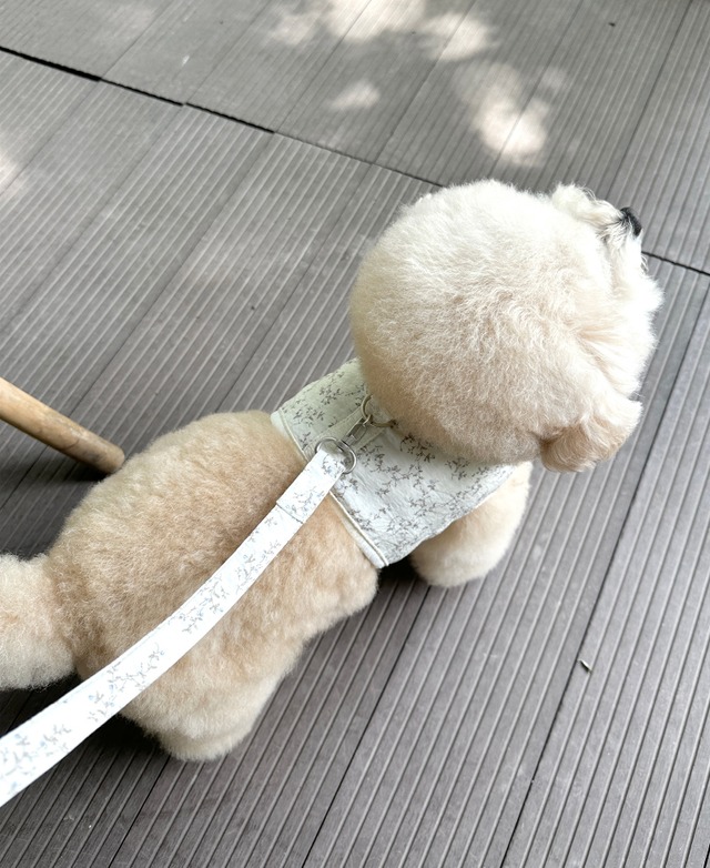 〈予約アイテム〉EYOU ハーネス&リード / 果実ハーネス&リードセット(青い実)