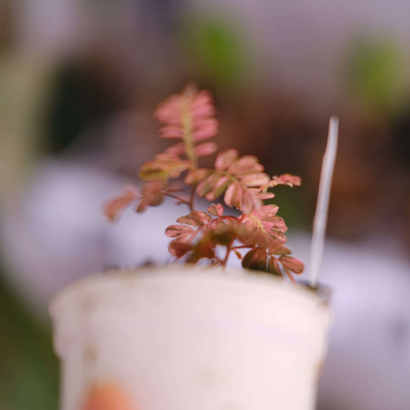 Phyllanthus urinaria 'Pink Variegated'│フィランサス・ウリナリア