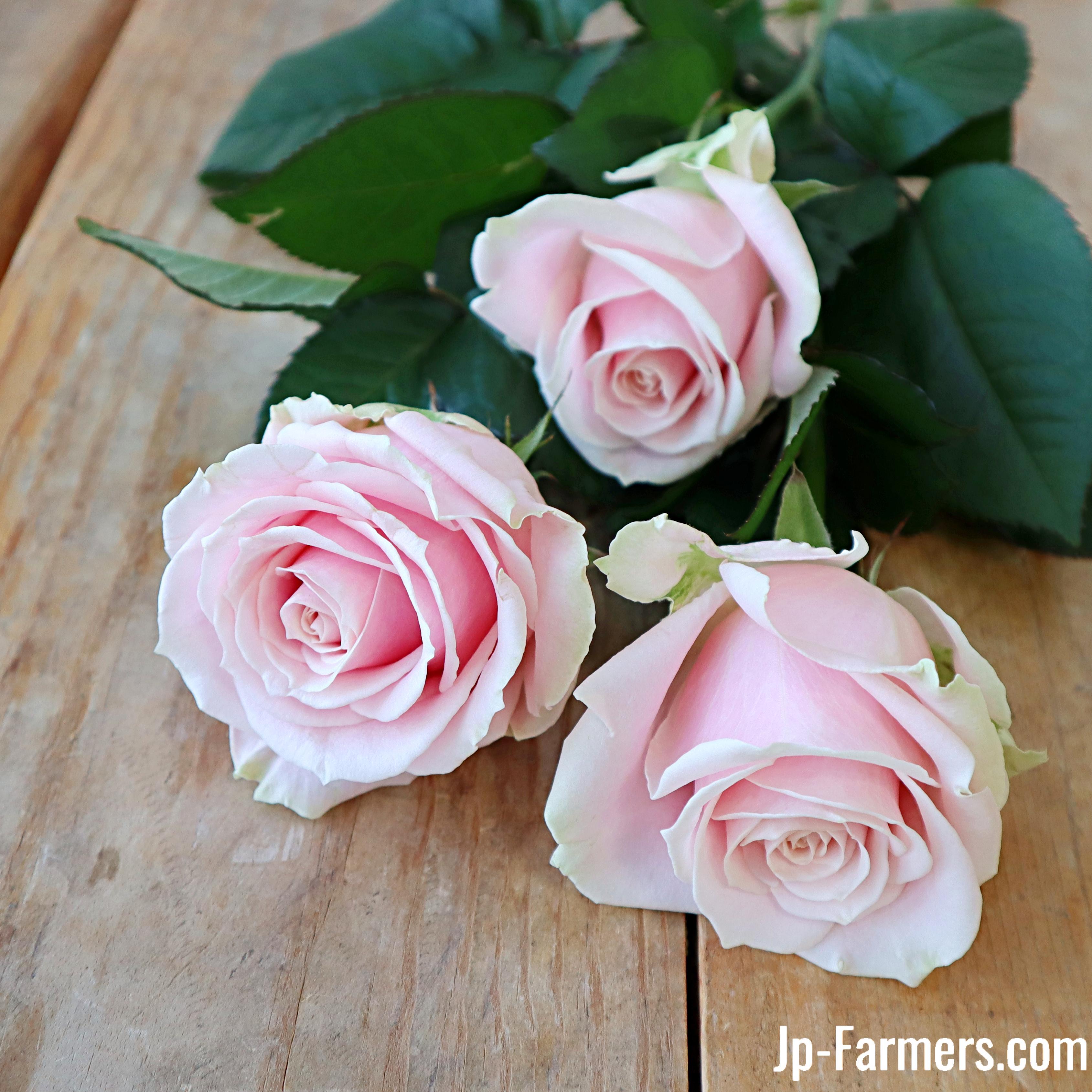 神田ばら園 10本 ☆バラ品種名： スイートアバランチェ | 新鮮お花問屋