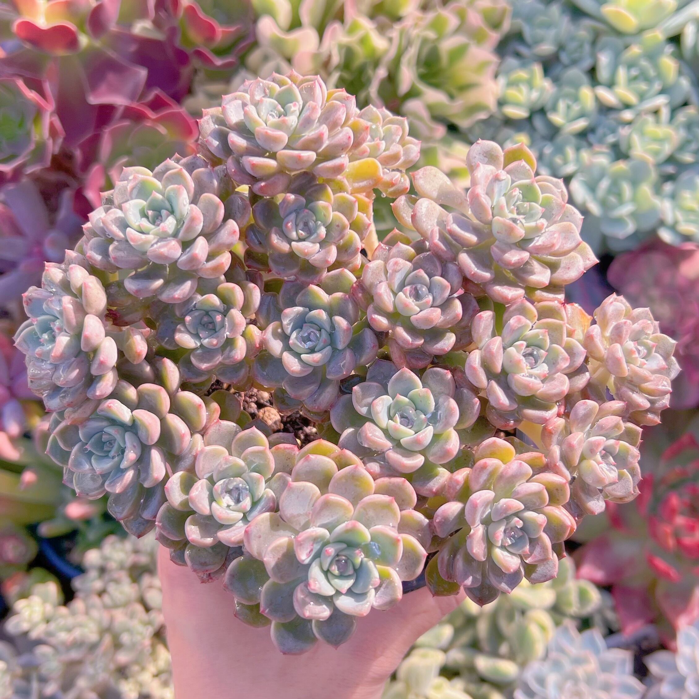 現品　ベビードール#013　大群生　新入荷