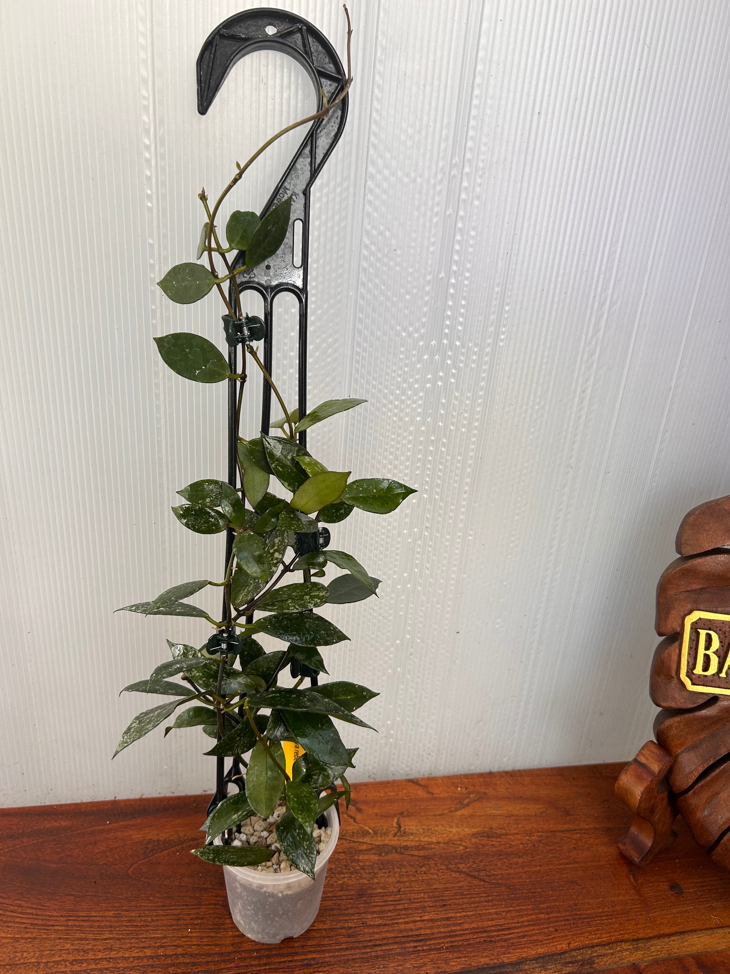 Hoya | BALI-AN 園芸