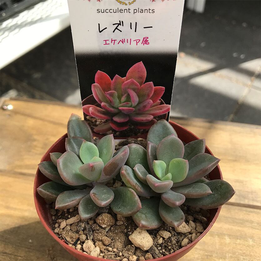 レズリー Echeveria Rezry 多肉植物研究所