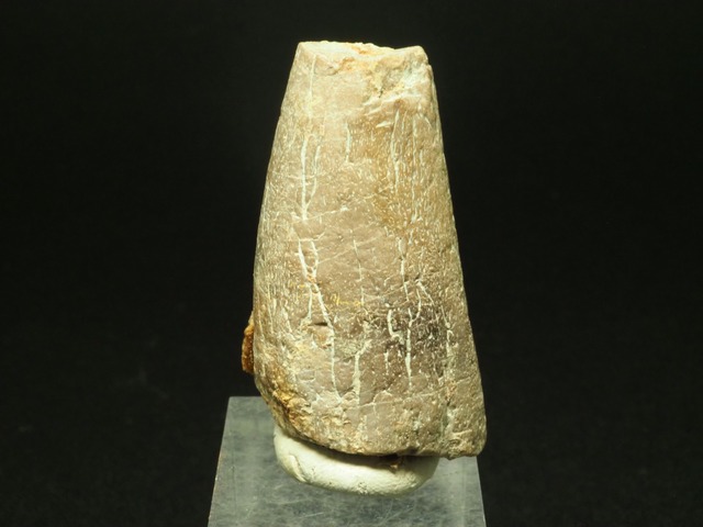新種！アンキロサウルスの棘【Spicomellus afer】モロッコ王国産/化石/恐竜/Ankylosaurian/スピコメルス/装盾類/鎧竜類