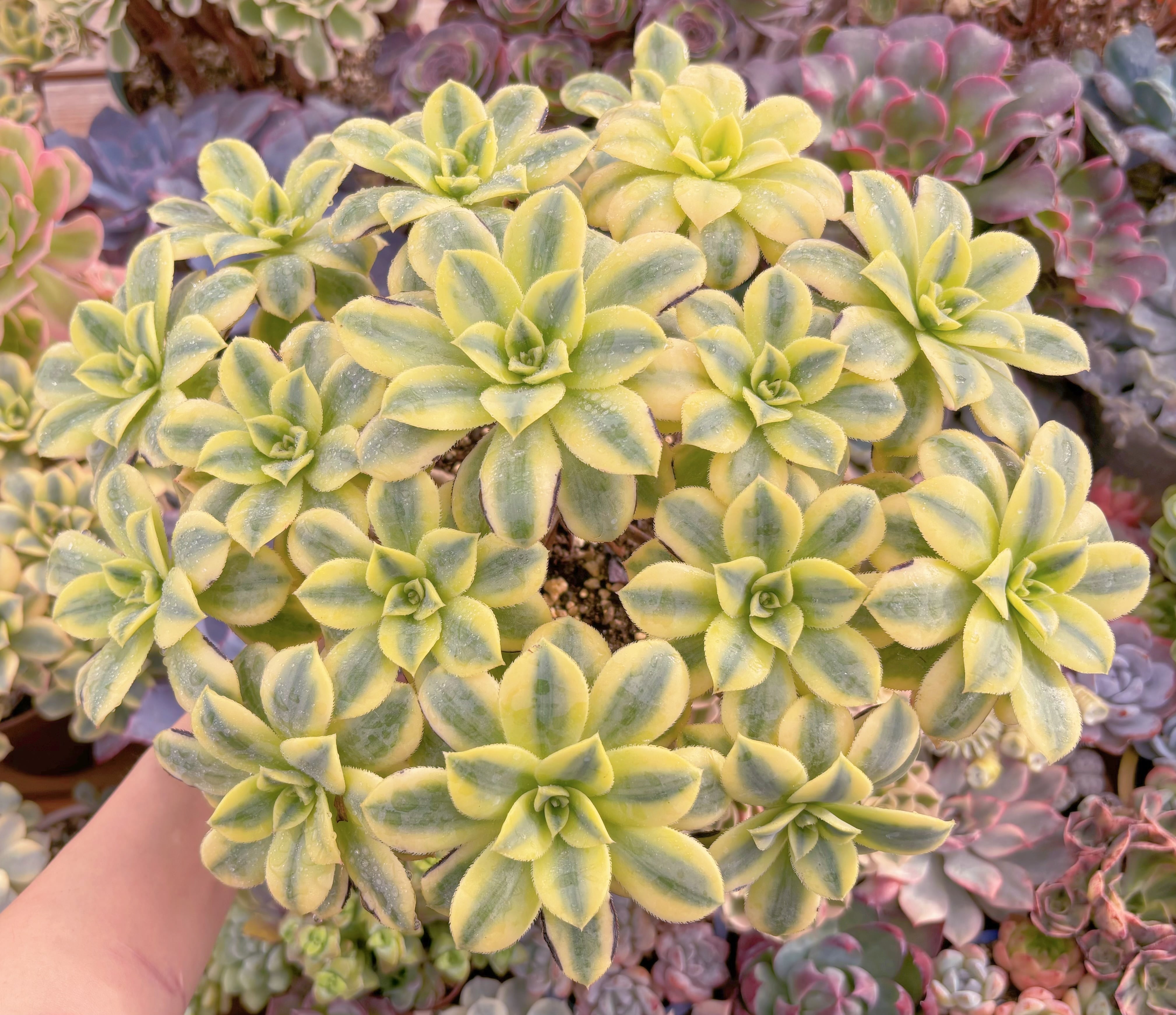 現品　サンバースト#931　特大群生　るる農園