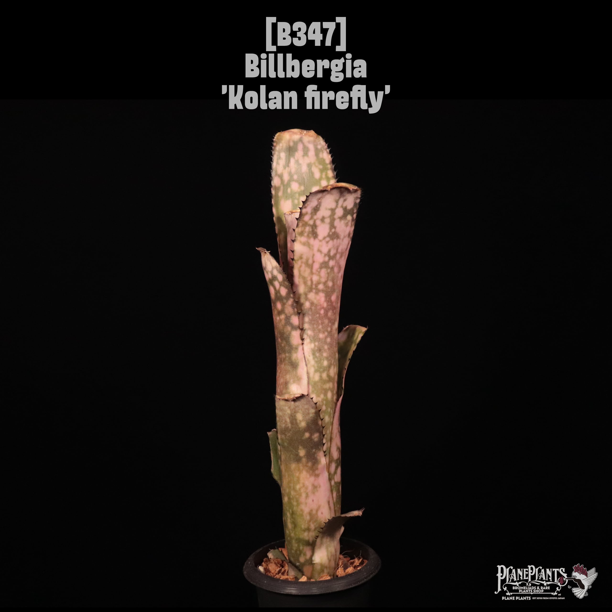 Billbergia 'Kolan firefly'〔ビルベルギア〕B347