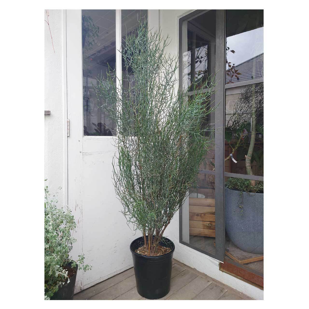 Acacia spinescens（Spiny Wattle） | Seeding