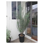 Acacia spinescens（Spiny Wattle）