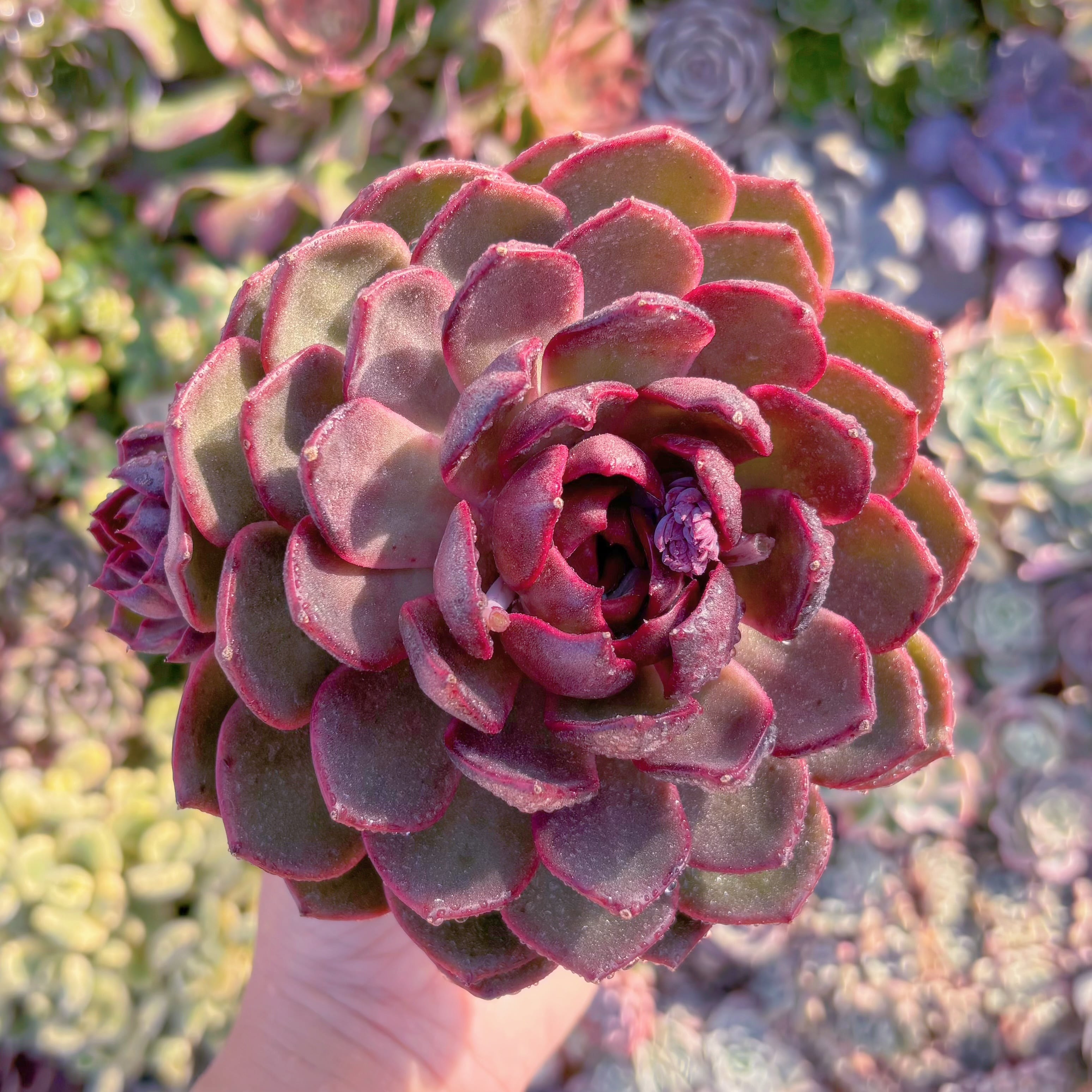 現品　ハックルベリー#M121　大苗　るる農園