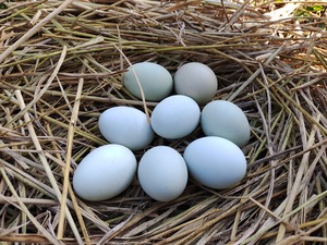 アローカナの卵　12個入り（MSサイズ）