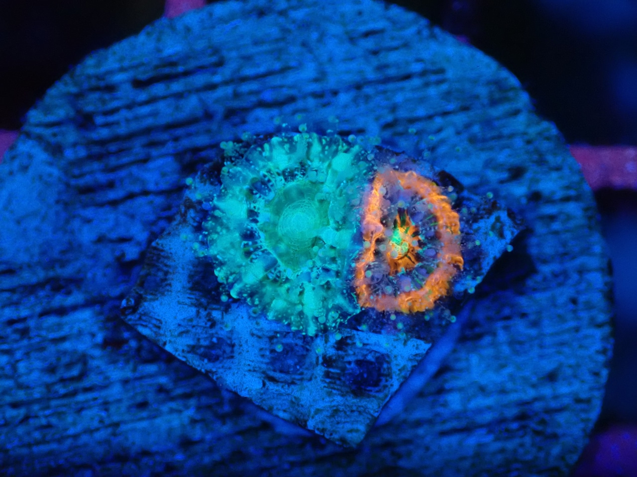 Scolymia BabyGarden 1