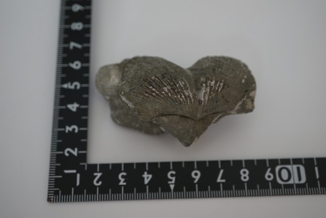 オハイオ州産黄鉄鉱化腕足類化石 Paraspirifer bownockeri 1482