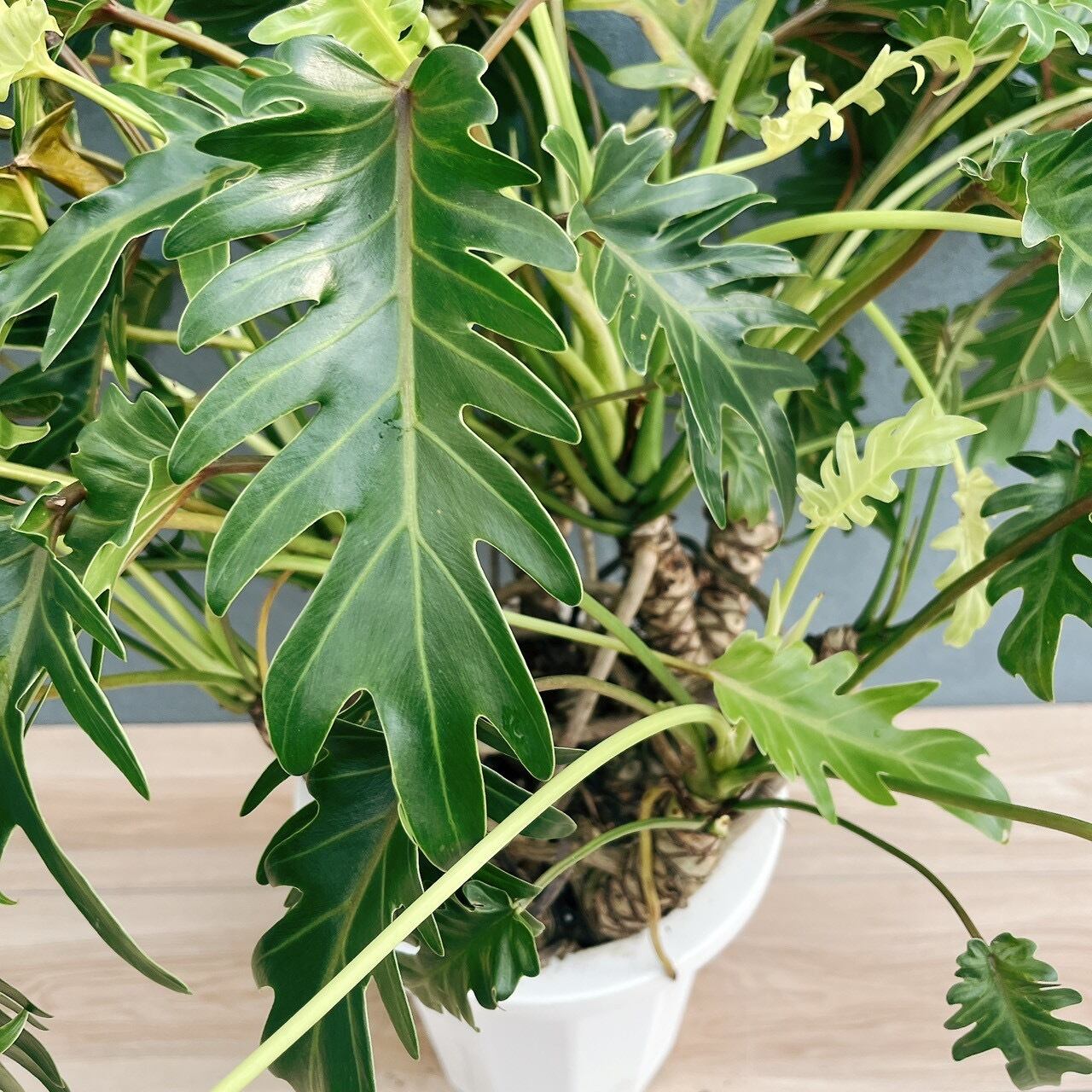 ［現品］2番　フィロデンドロン　クッカバラ　幹上がり　9号　観葉植物　室内　人気 現品］F フィロデンドロン クッカバラ 幹上がり 8号 観葉植物 室内
