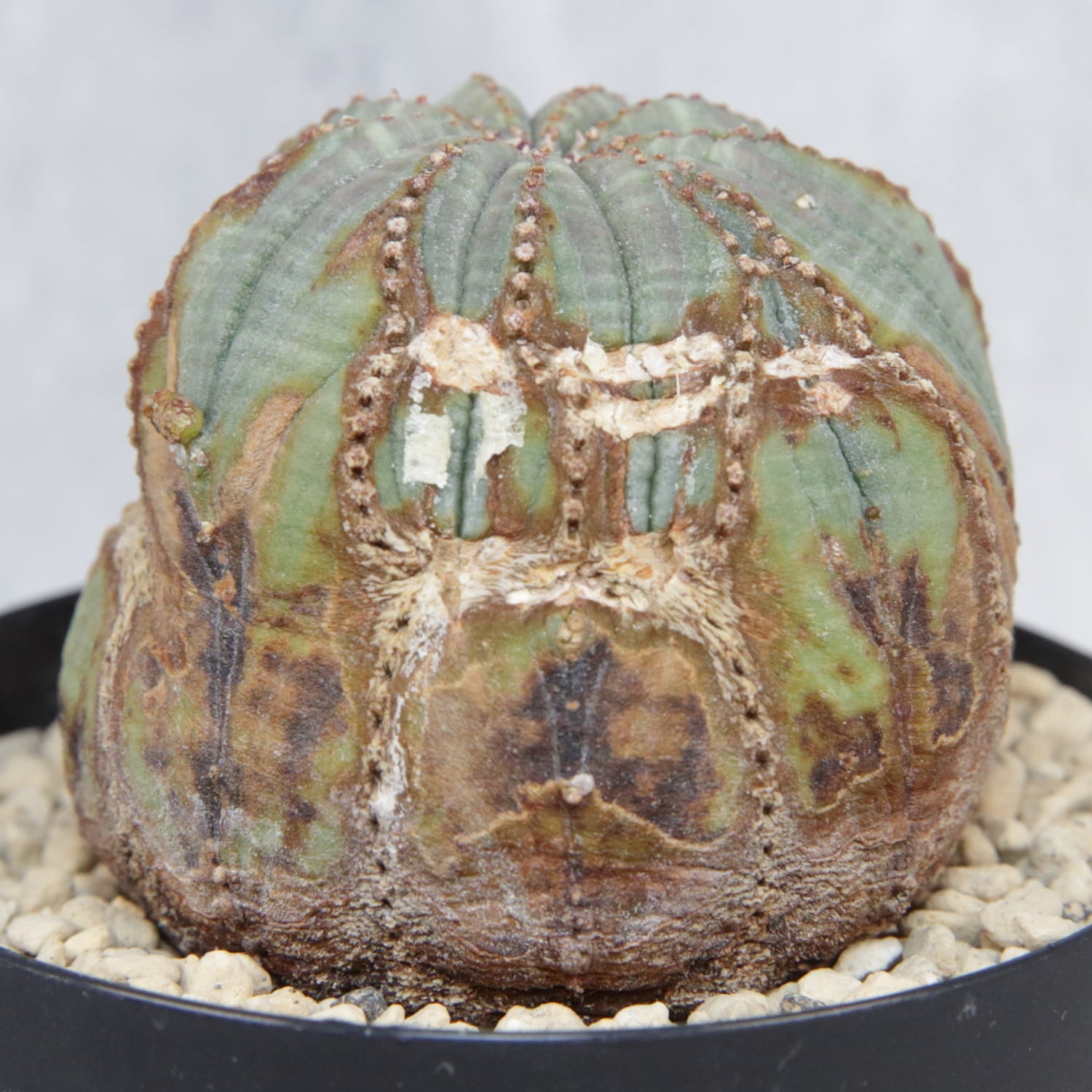 捻じれ モンスト オベサ / 木質化 ユーフォルビア | LIGHTHOUSE.PLANTS