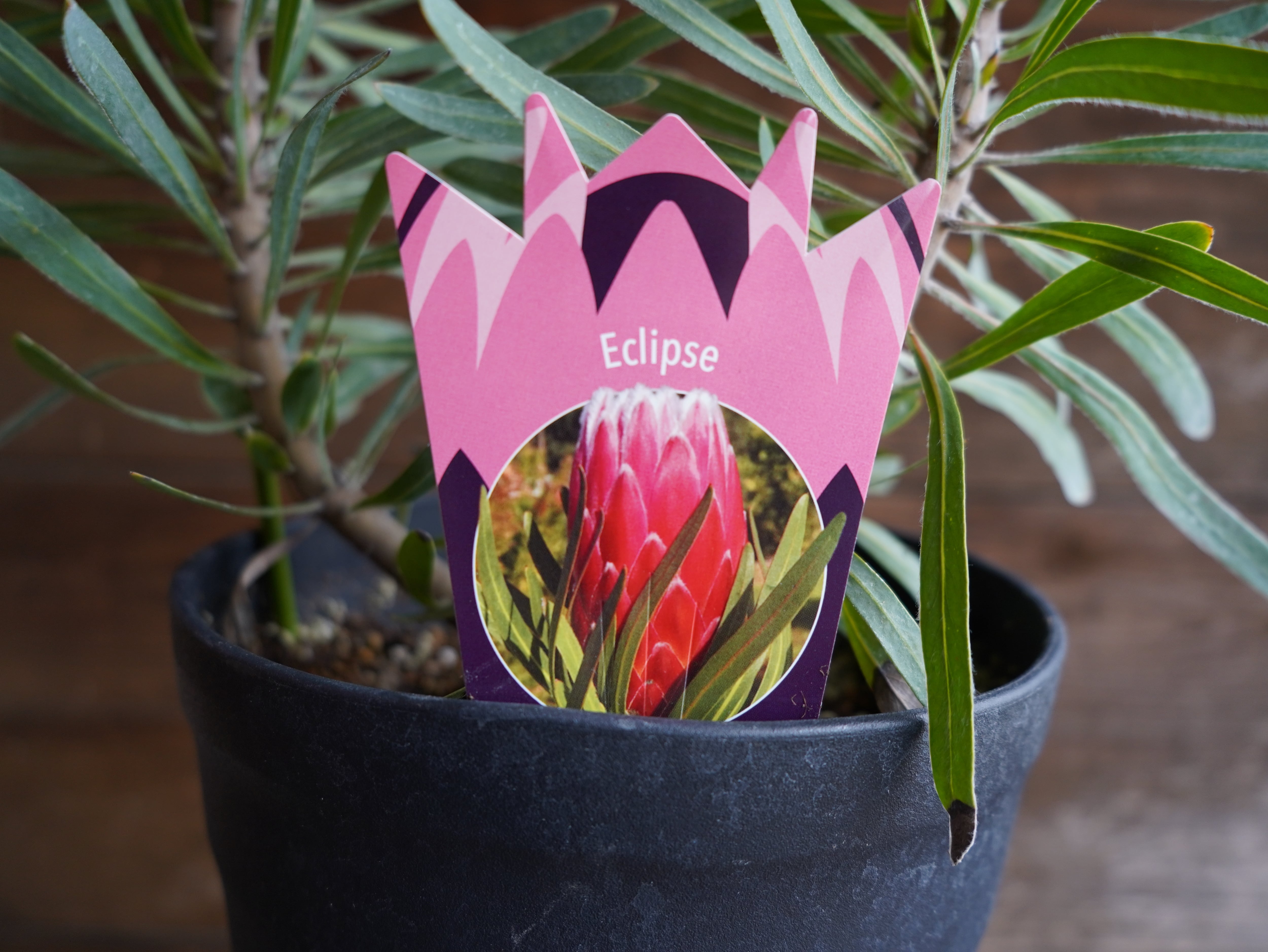 【現物】プロテア ”エクリプス”