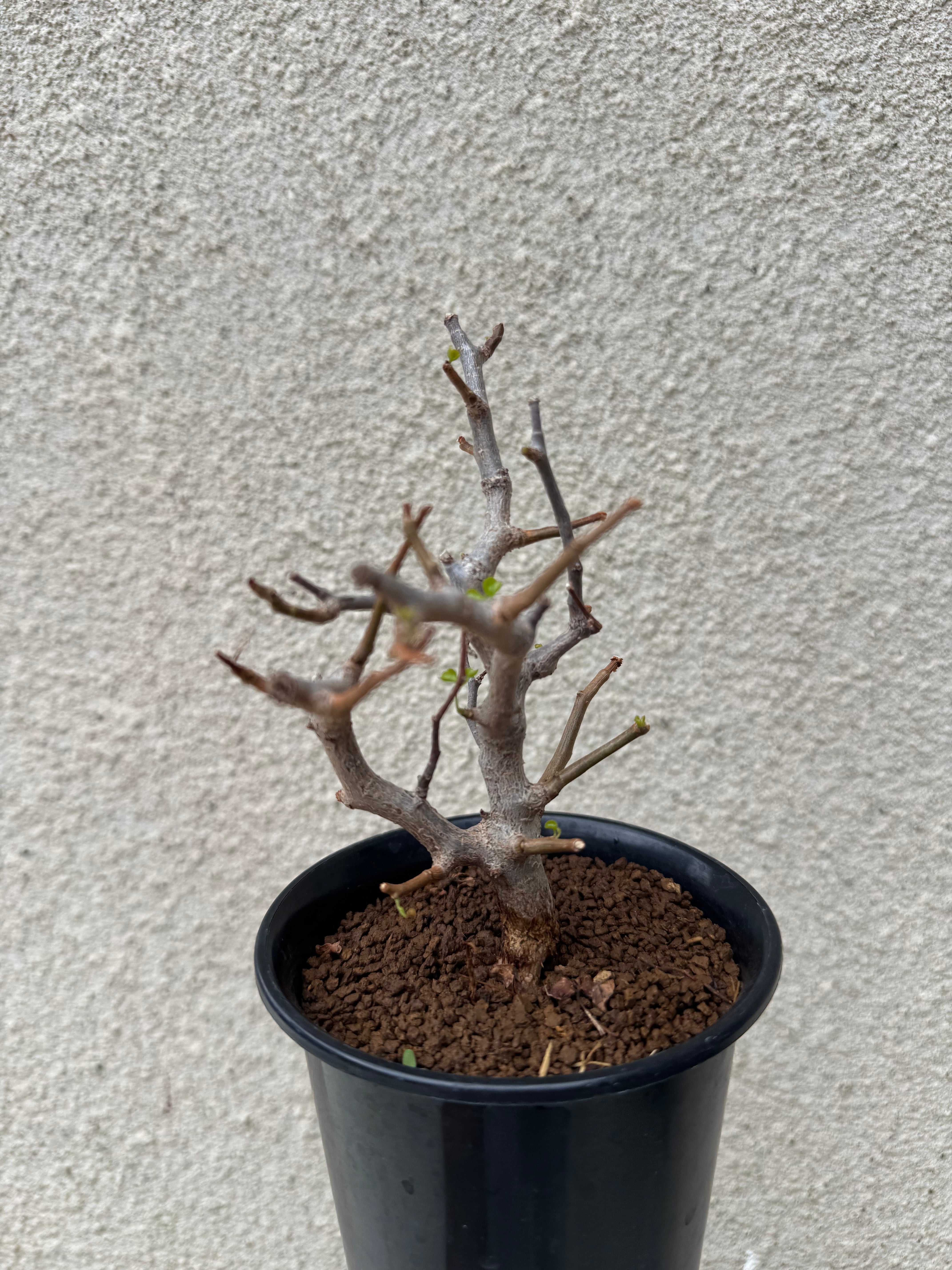 新着】Commiphora sinuata【実生苗の小さい時から作り込める盆栽塊根