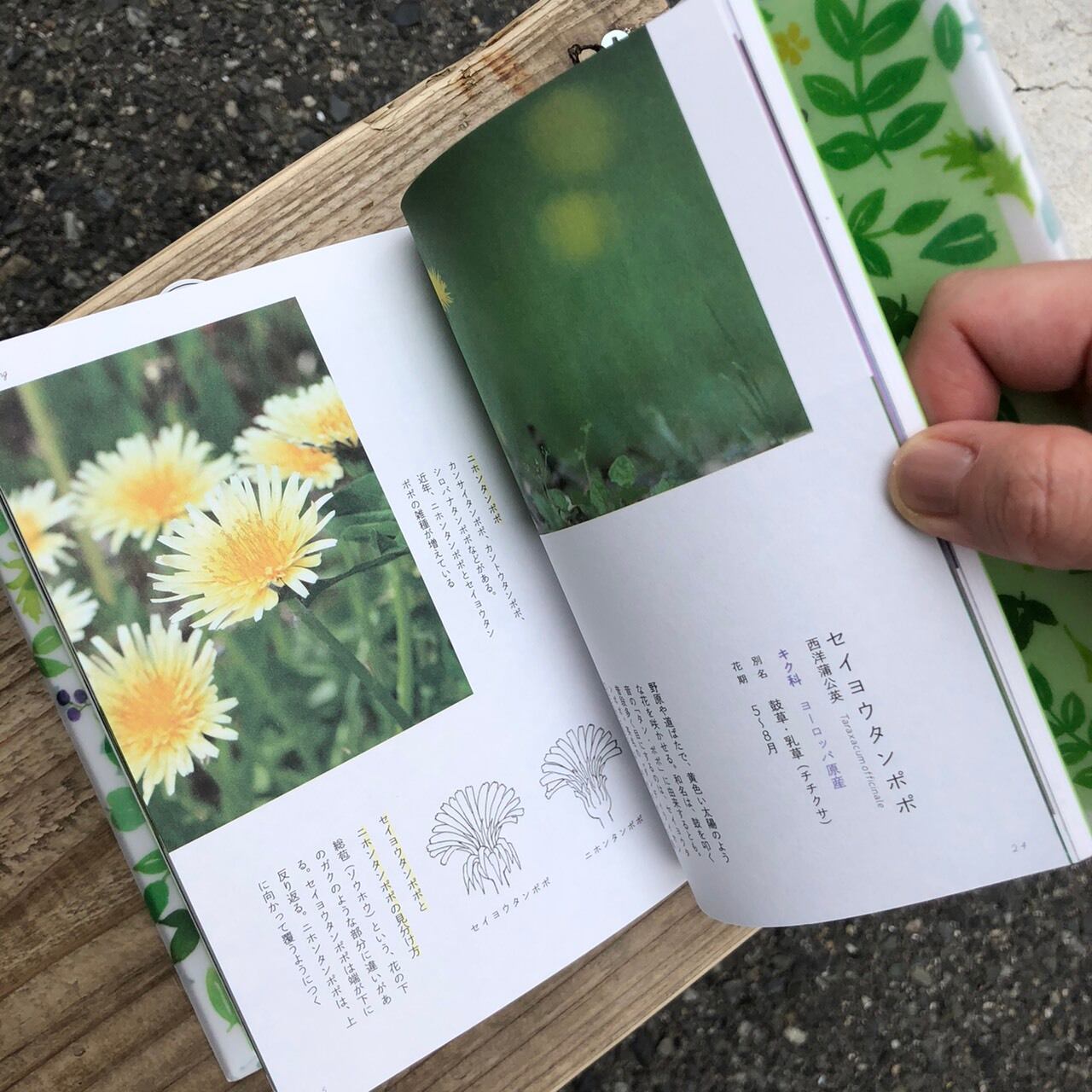 草の辞典 野の花・道の草 | 本の栞