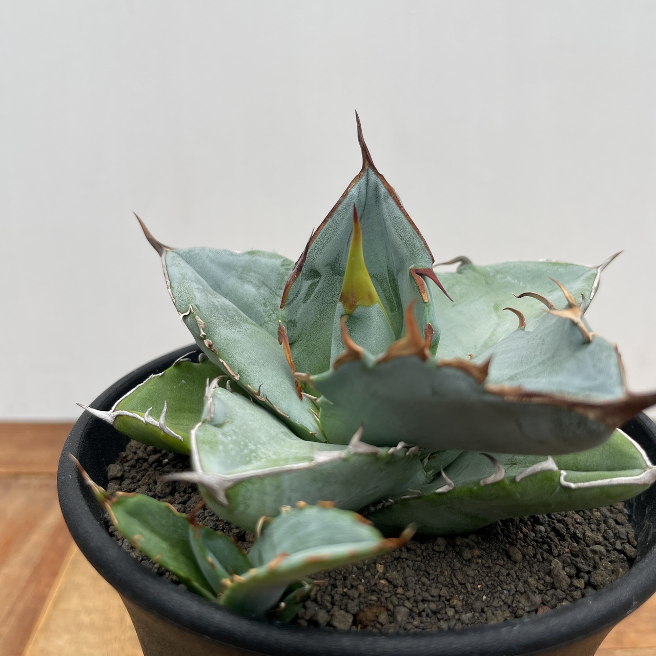 Agave oteroi【アガベ・オテロイ・実生】