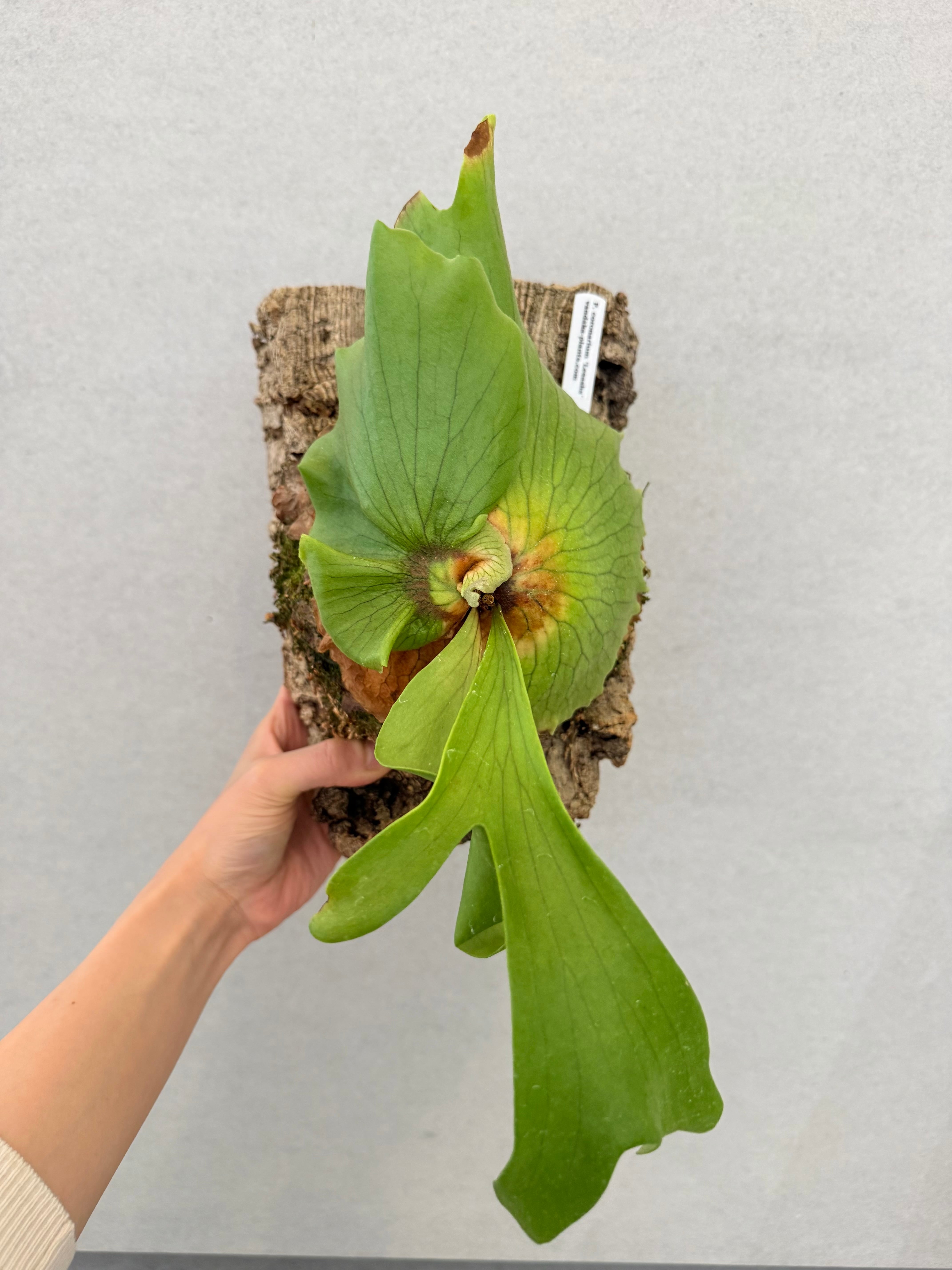 a) P. coronarium 'Lesasha' ビカクシダ コロナリウム 'レサーシャ