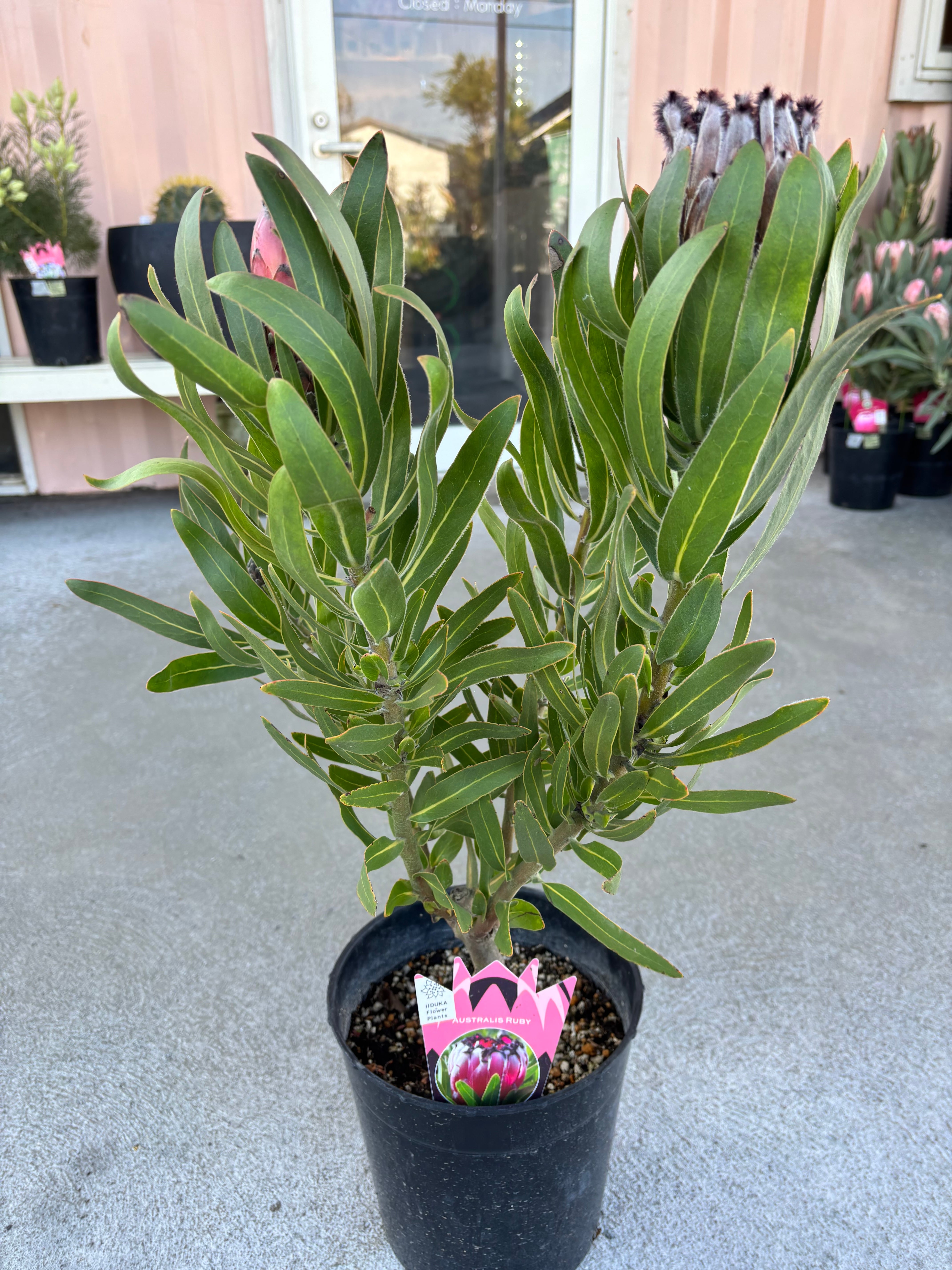 プロテア　フロステッドファイヤー　花終わり 園芸ネット本店｜プロテア：フロステッドファイヤー 7号鉢植え25-01 の