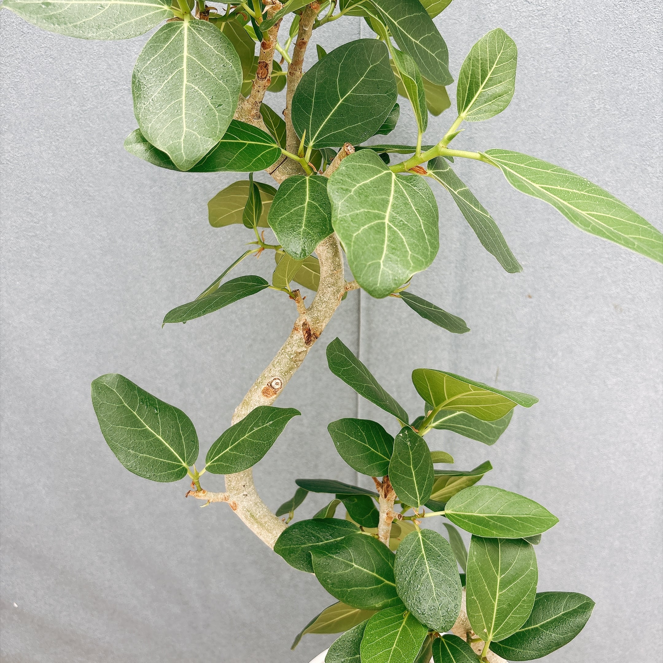 現品］7番 フィカス ベンガレンシス 曲がり 8号 観葉植物 室内 ゴムの