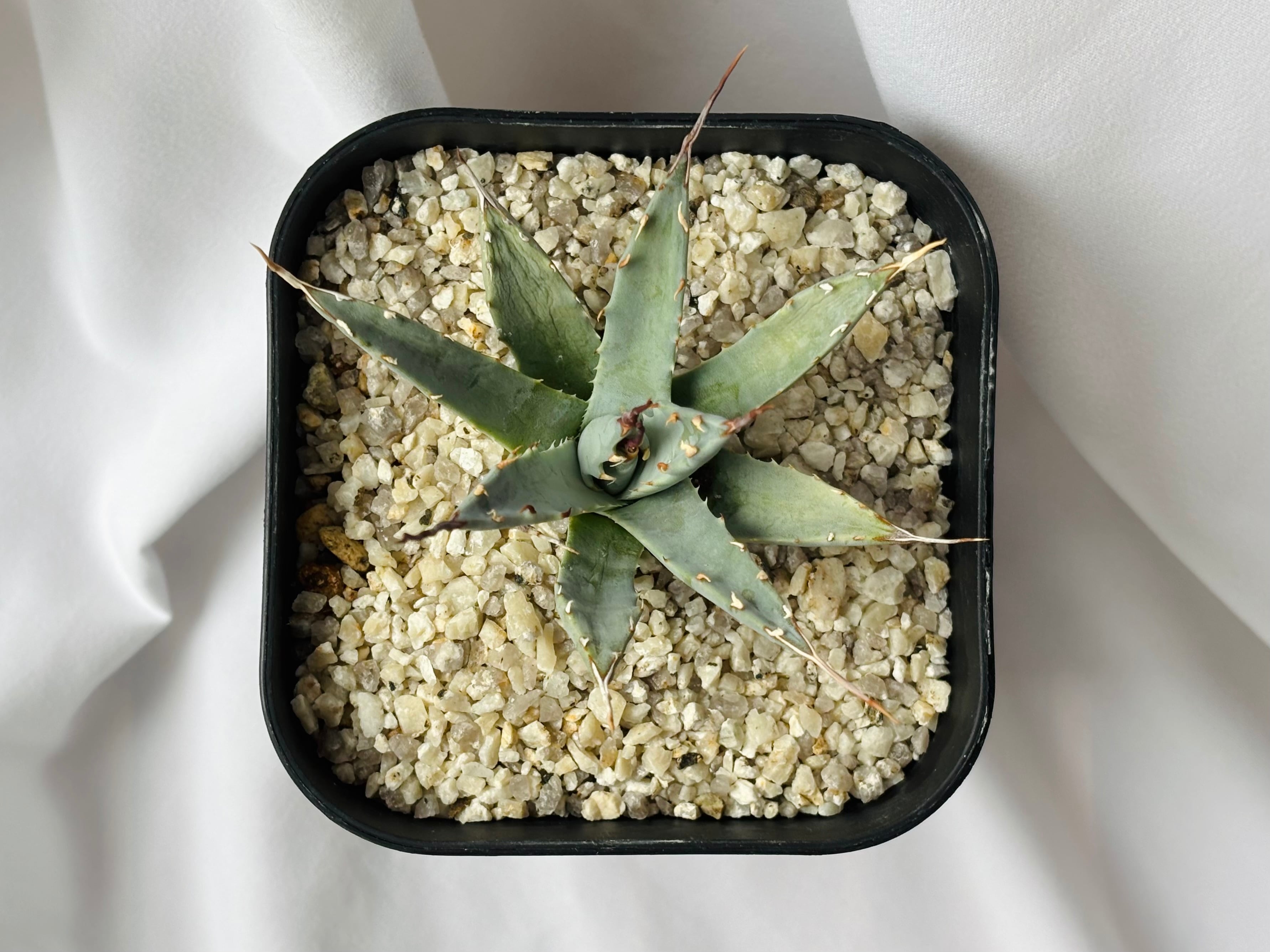 Agave utahensis eborispina アガベ エボリスピナ 多肉植物 | plants