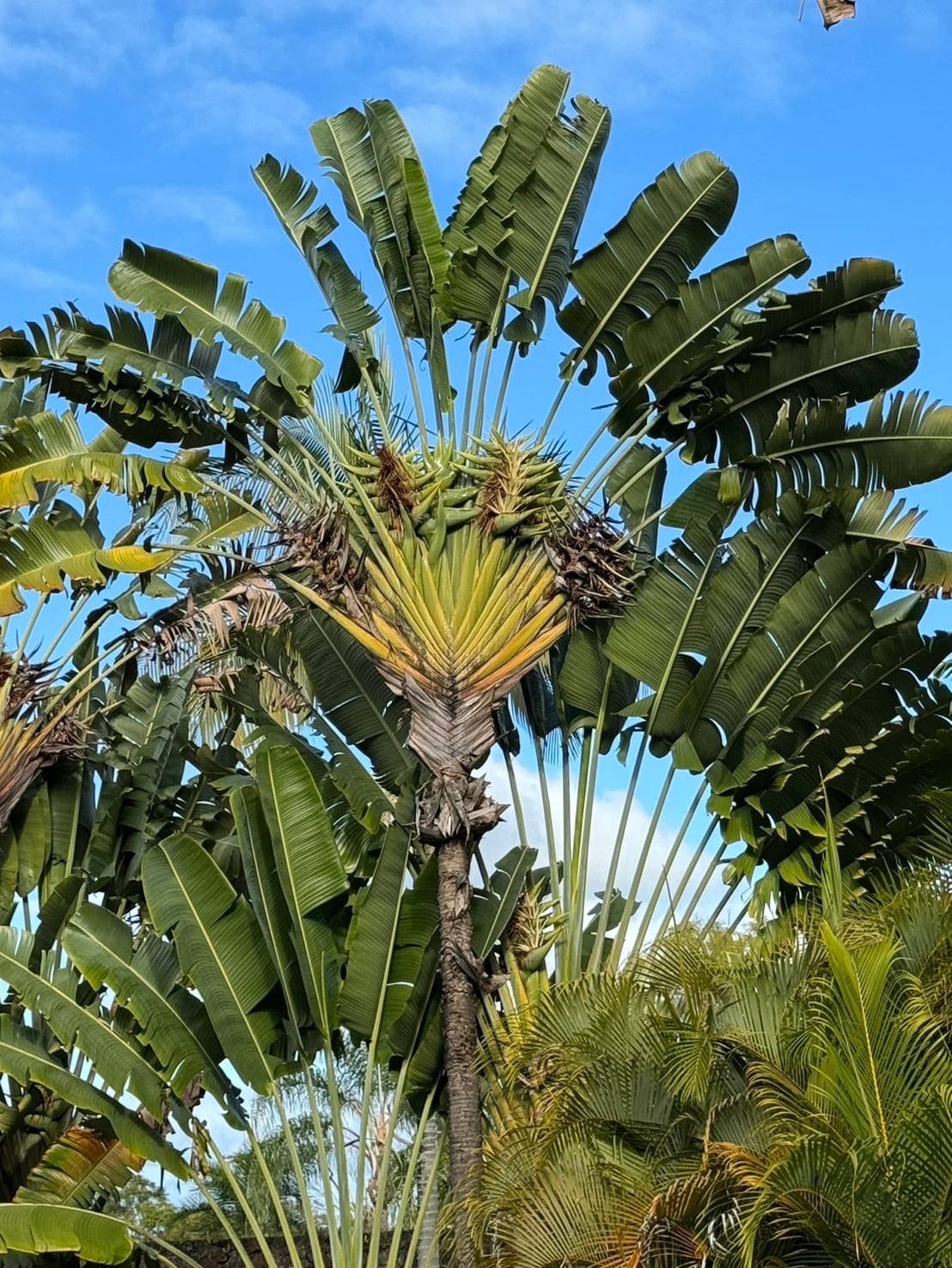 【てるてる坊主 様】専用ページ 旅人の木 旅人の木 | Fleur D'Alice