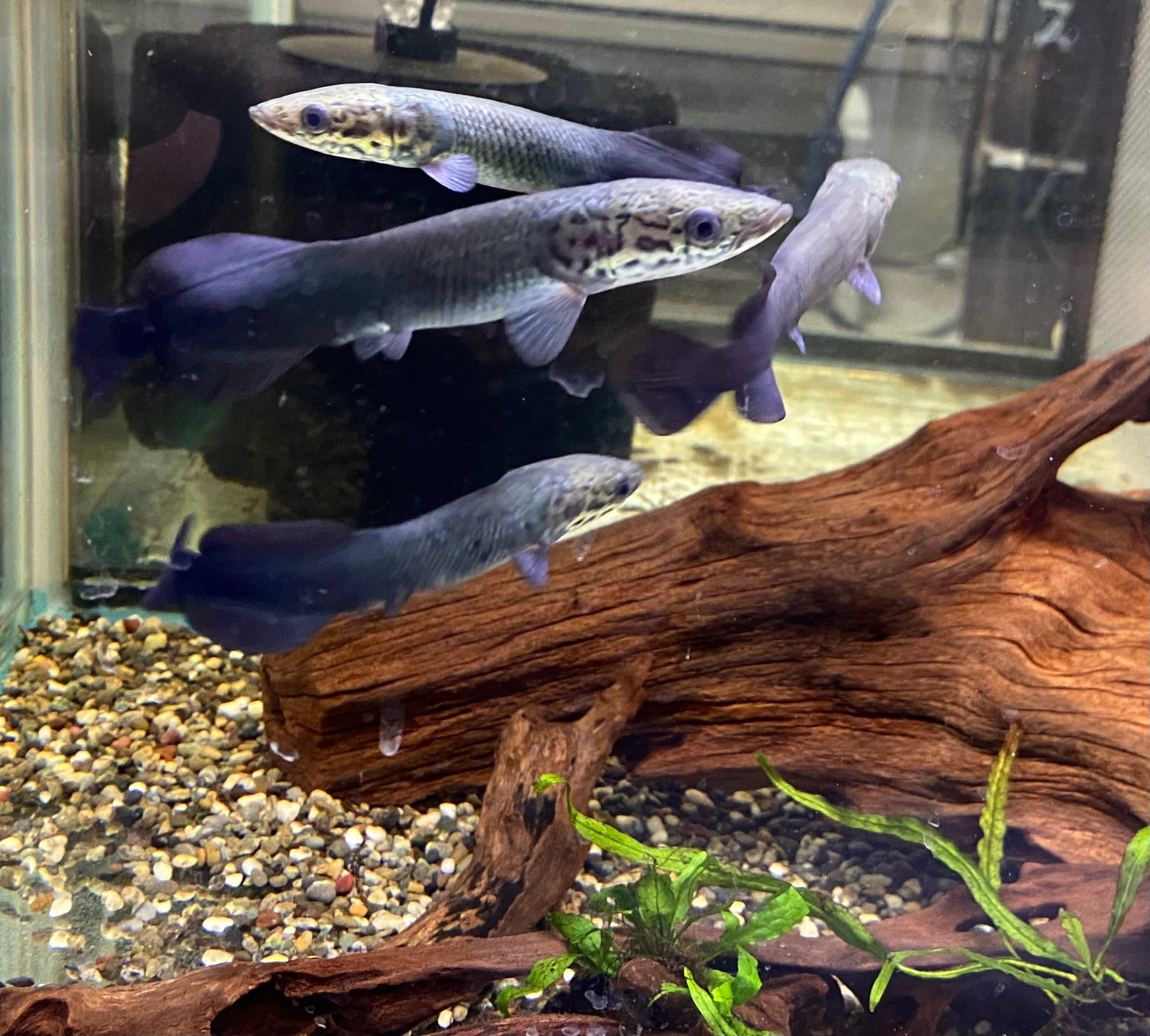 怪魚 ピラルク (Arapaima gigas ) 1匹 | アクアショップあんじゅ 怪魚 ピラルク (Arapaima gigas ) 1匹 | アクアショップあんじゅ