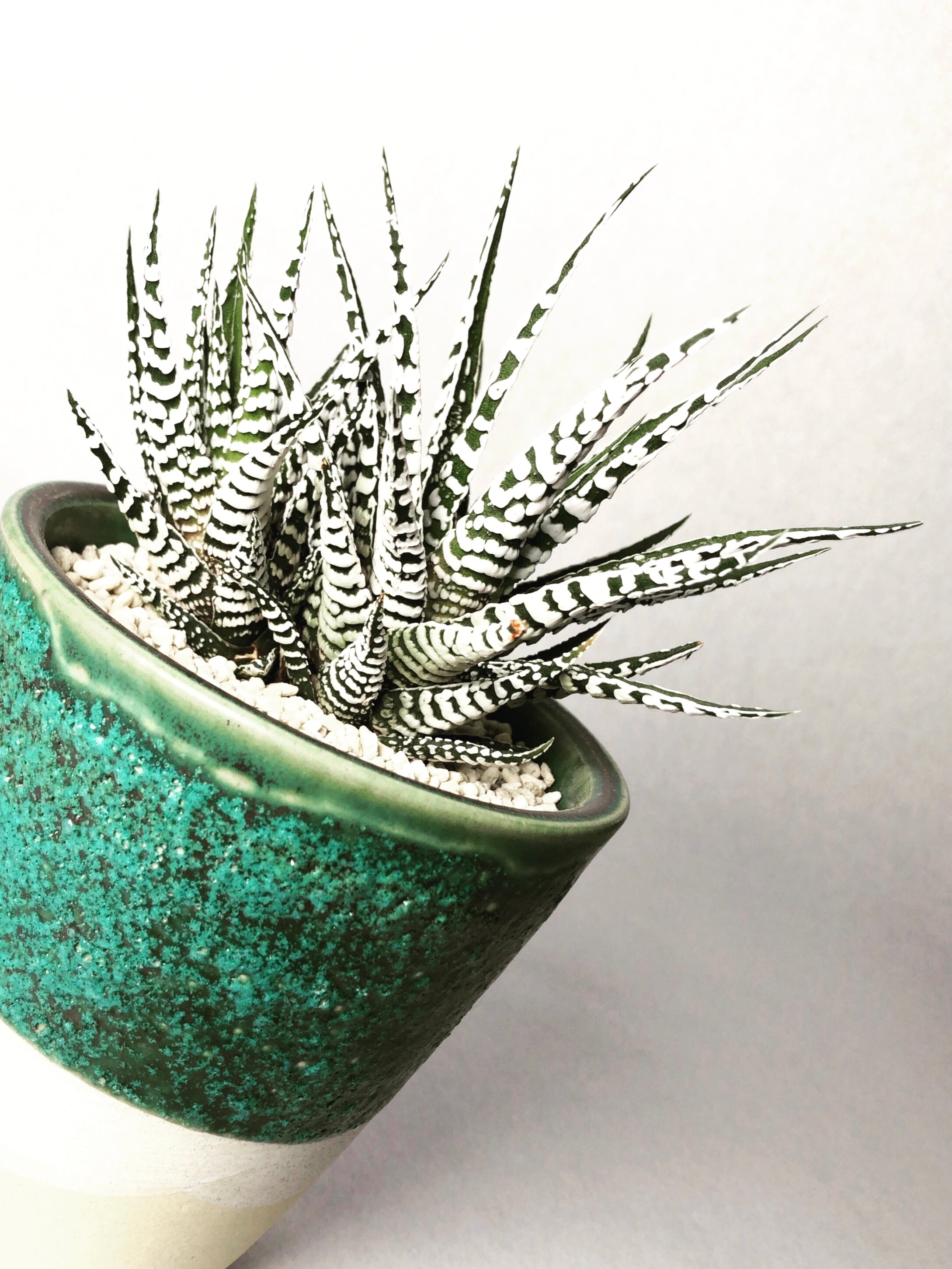 ハオルチア・スーパーゼブラ | trigger