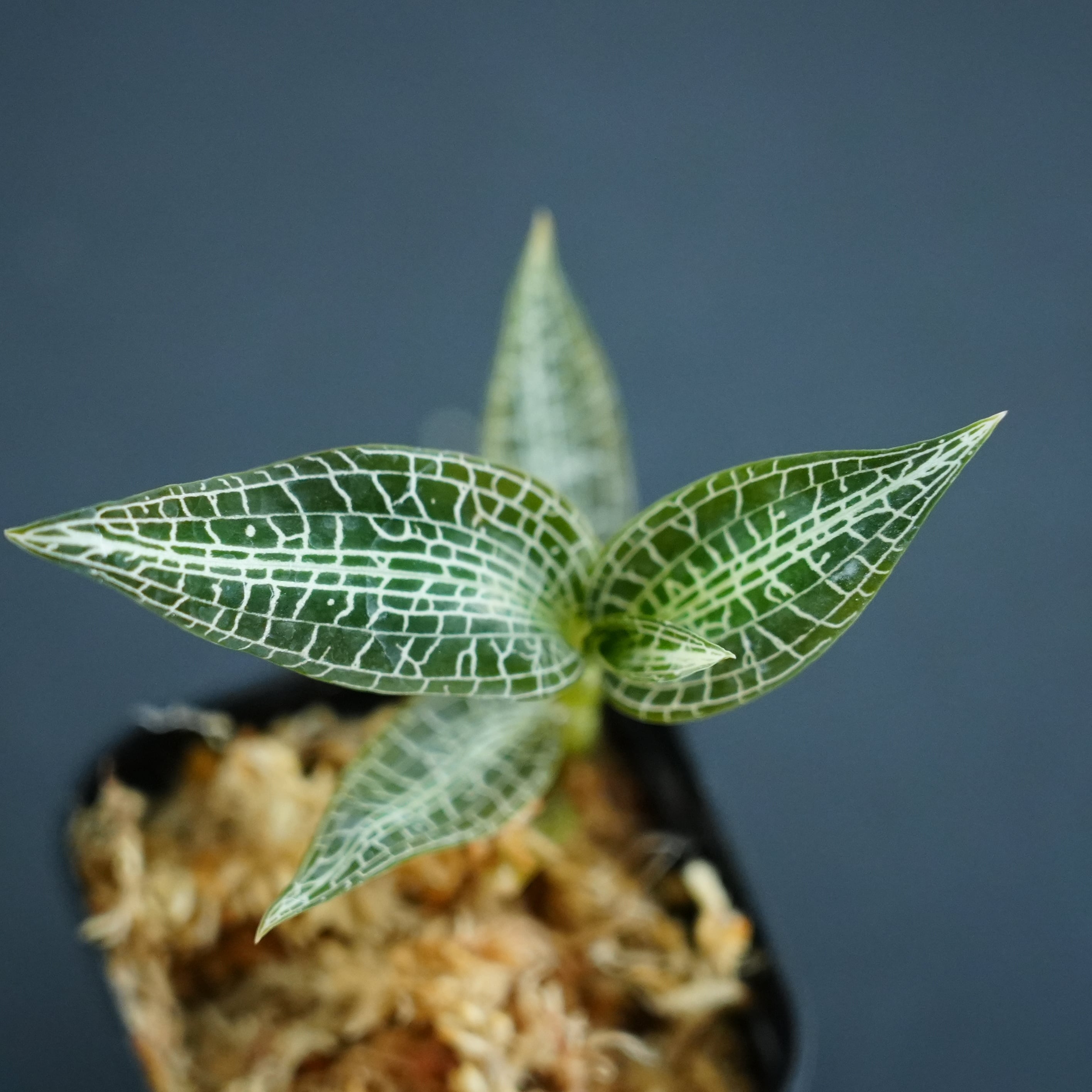◆現品◆Goodyera hispida【ジュエルオーキッド宝石蘭/B&L】#932