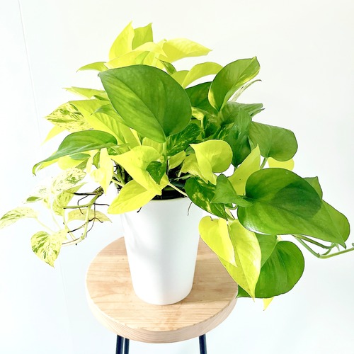 ポトス 3種ミックス コントラストが美しい ハンギング 観葉植物 calm cafe