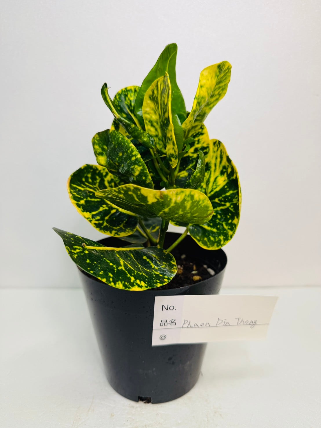 P.willinckii cv. Sailor Saturn【artPLANTs】ビカクシダ/Platycerium