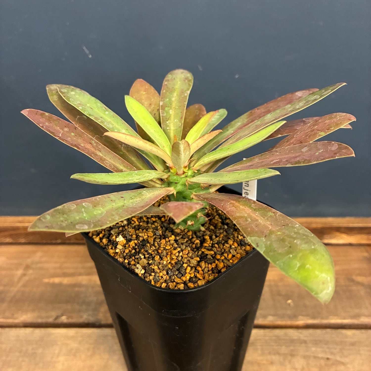 ユーフォルビア　ムランジーナ　SALE対象外 新着3日限定10%OFF】ユーフォルビア ムランジーナ【560】 | PROTOLEAF