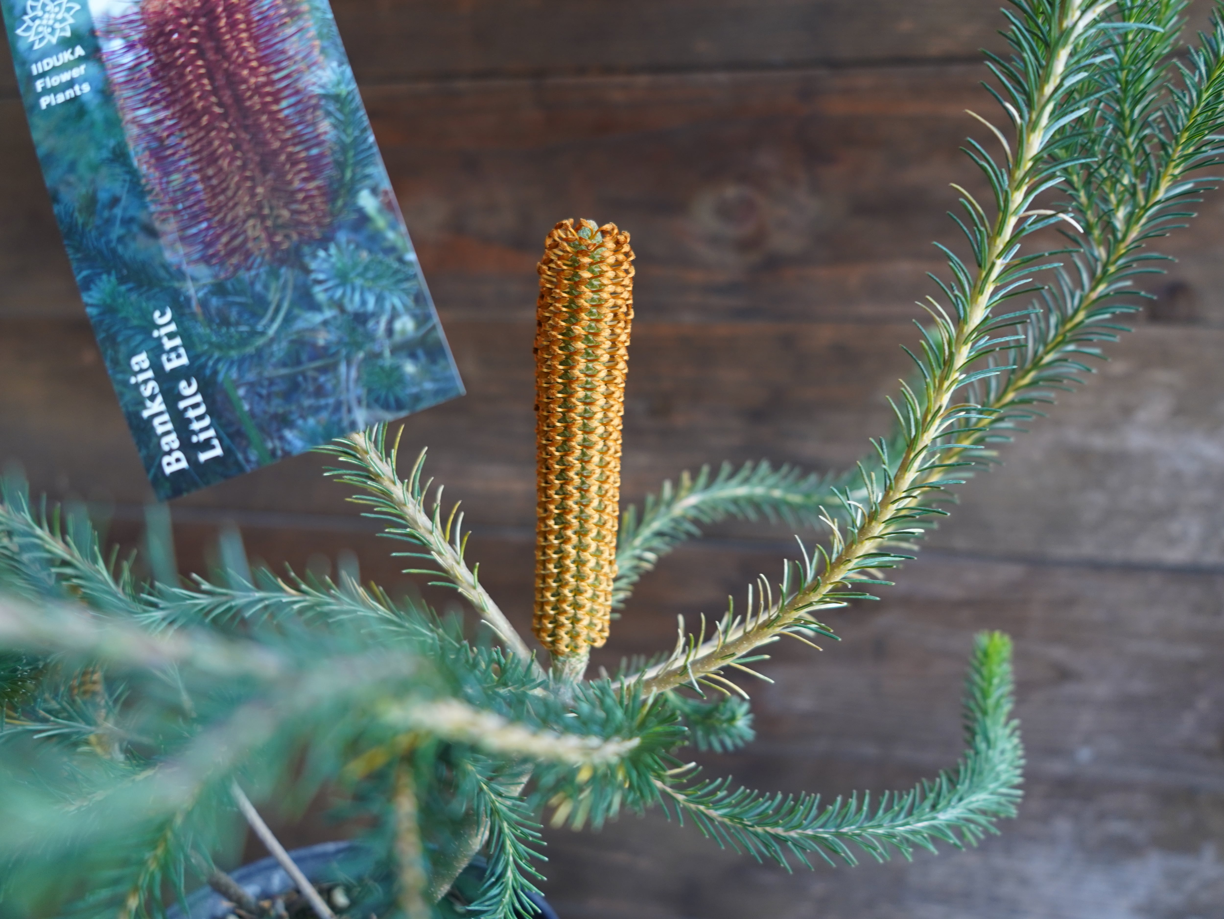 【現物】バンクシア ”リトルエリック” B 花芽付